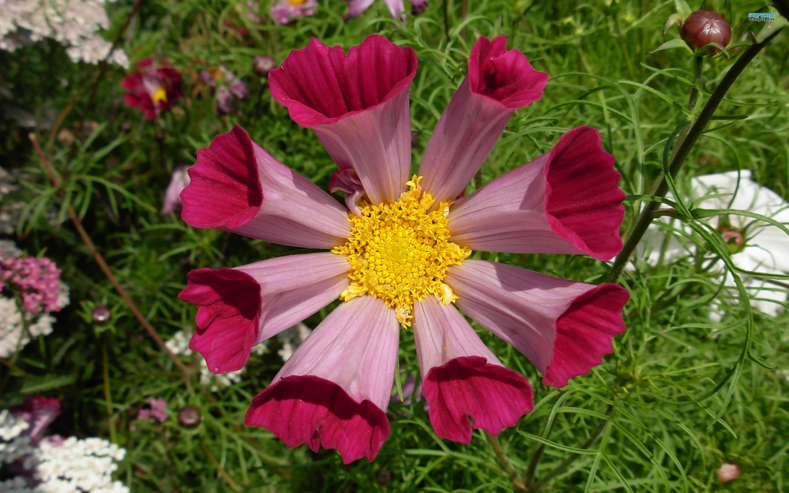 seasells, nature, mexican, 2K, nature and landscapes, flowers, aster, HD Wallpaper