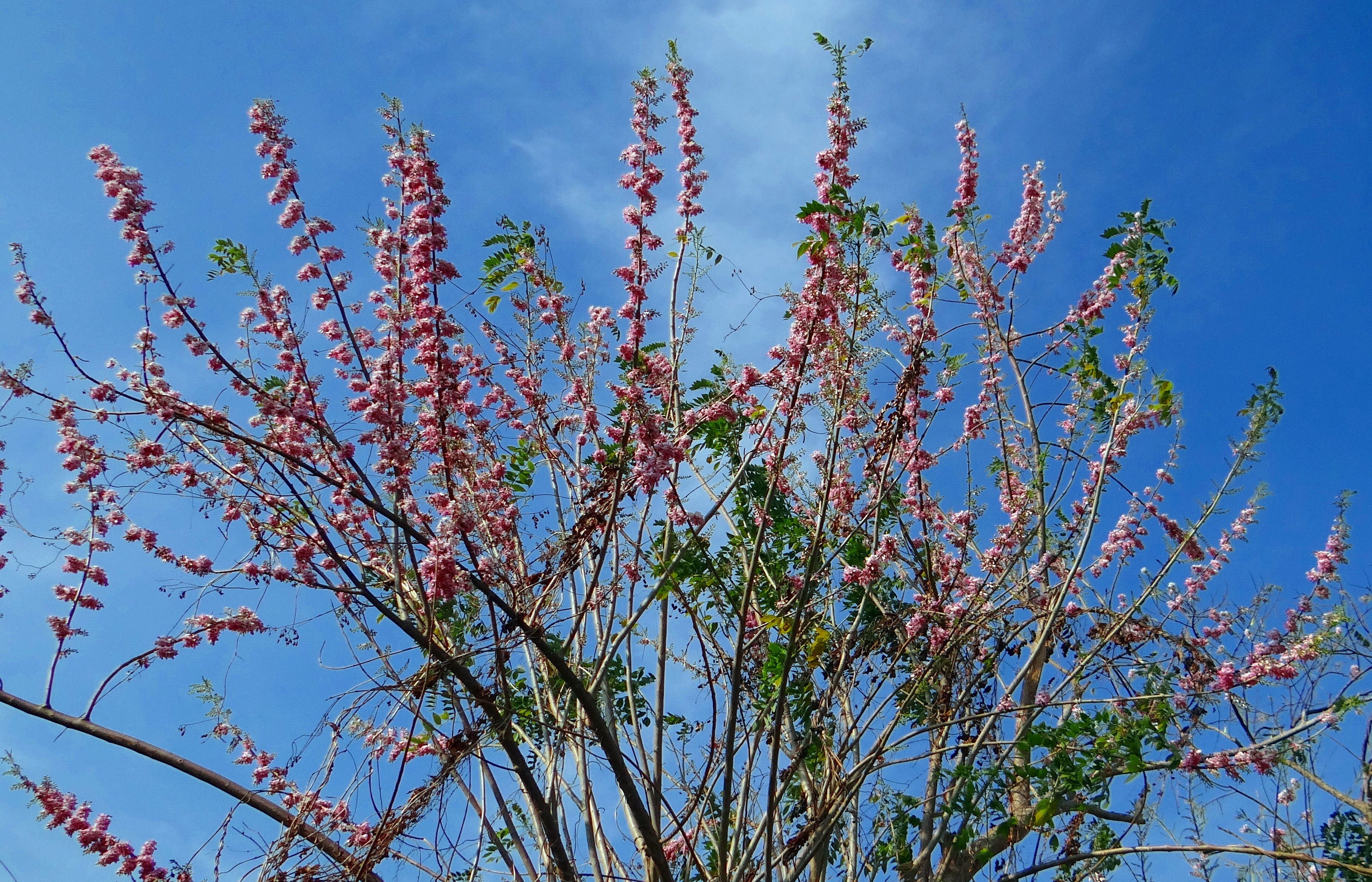 2K, low angle view, nitrogen-fixing, tree, freshness, gliricidia sepium, close-up, outdoors, nature, beauty in nature, plant, cloud - sky, sunlight, day, HD Wallpaper