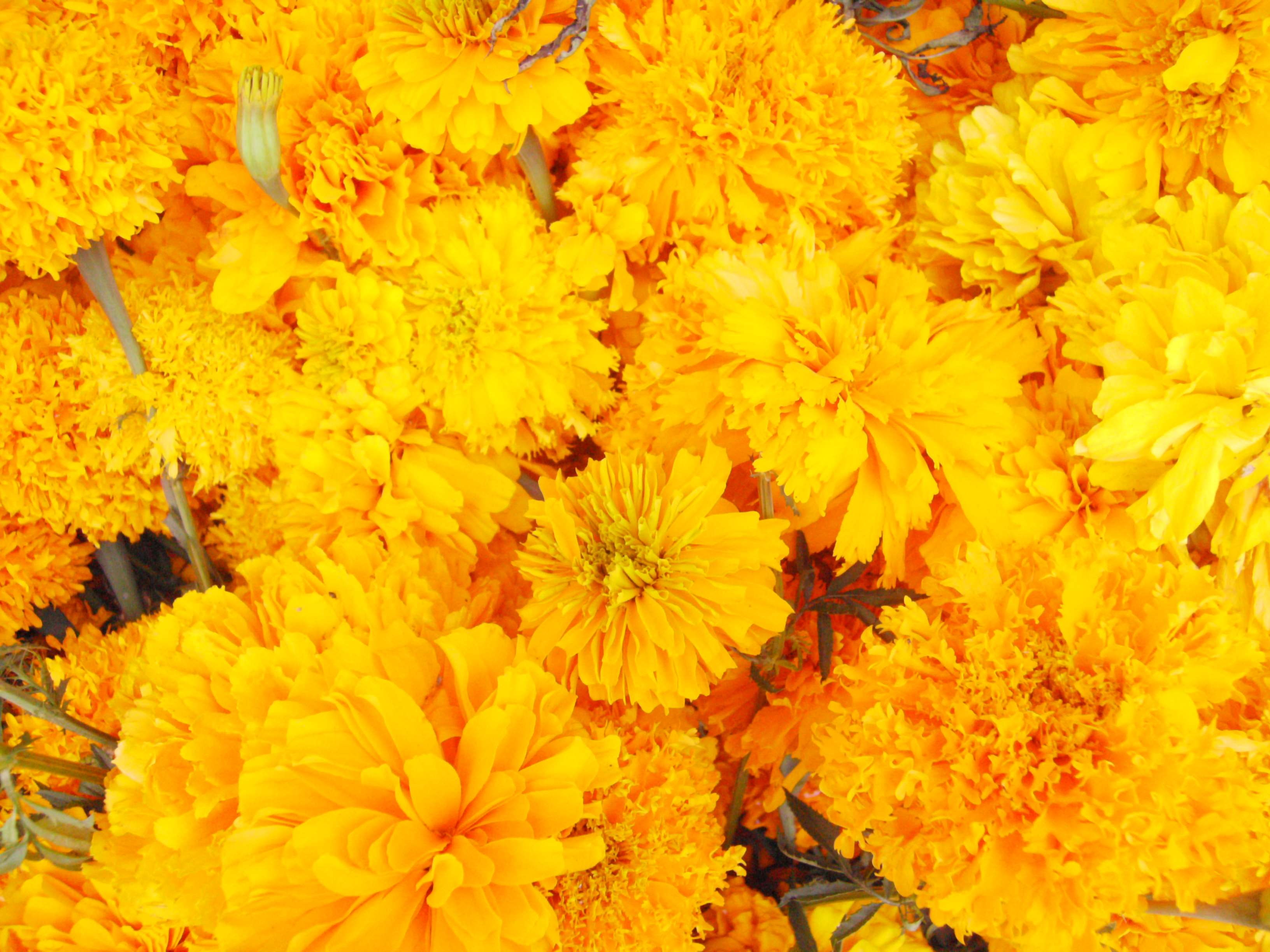 yellow, marigold, backgrounds, flowering plant, no people, flower head, day, freshness, beauty in nature, 2K, mexican, vulnerability, dead flower, plant, HD Wallpaper