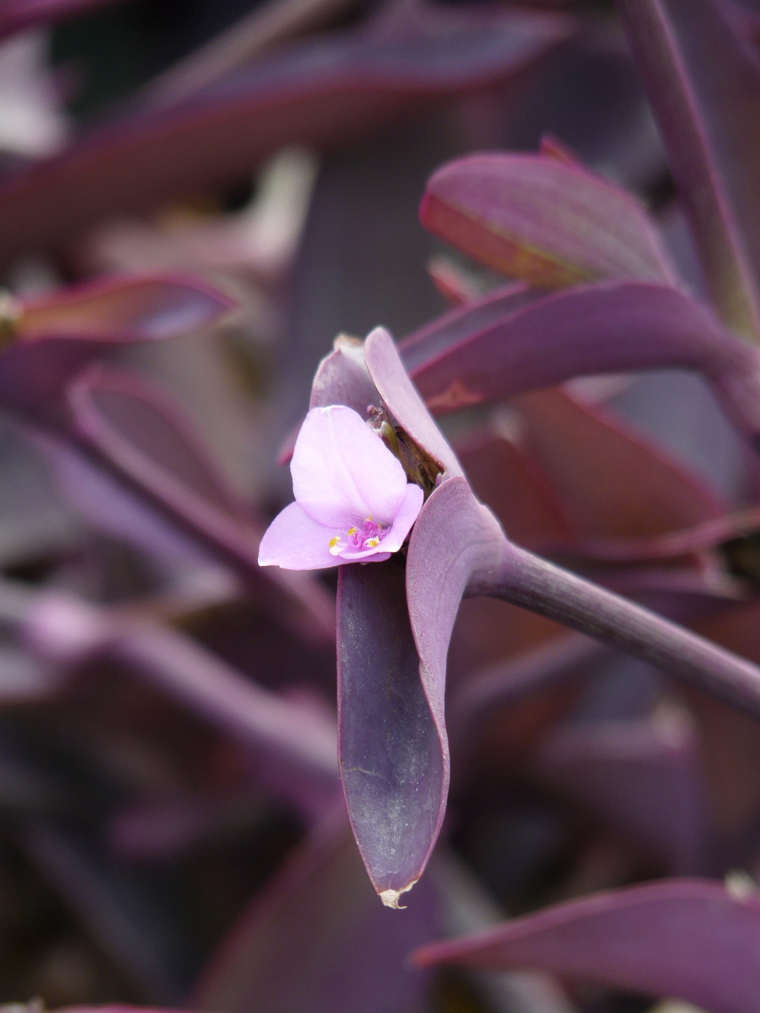 inflorescence, three master flower, freshness, nature, close-up, tradescantia pallida, focus on foreground, purple, Bloom, growth, leaf, commelinaceae, Phone HD Wallpaper