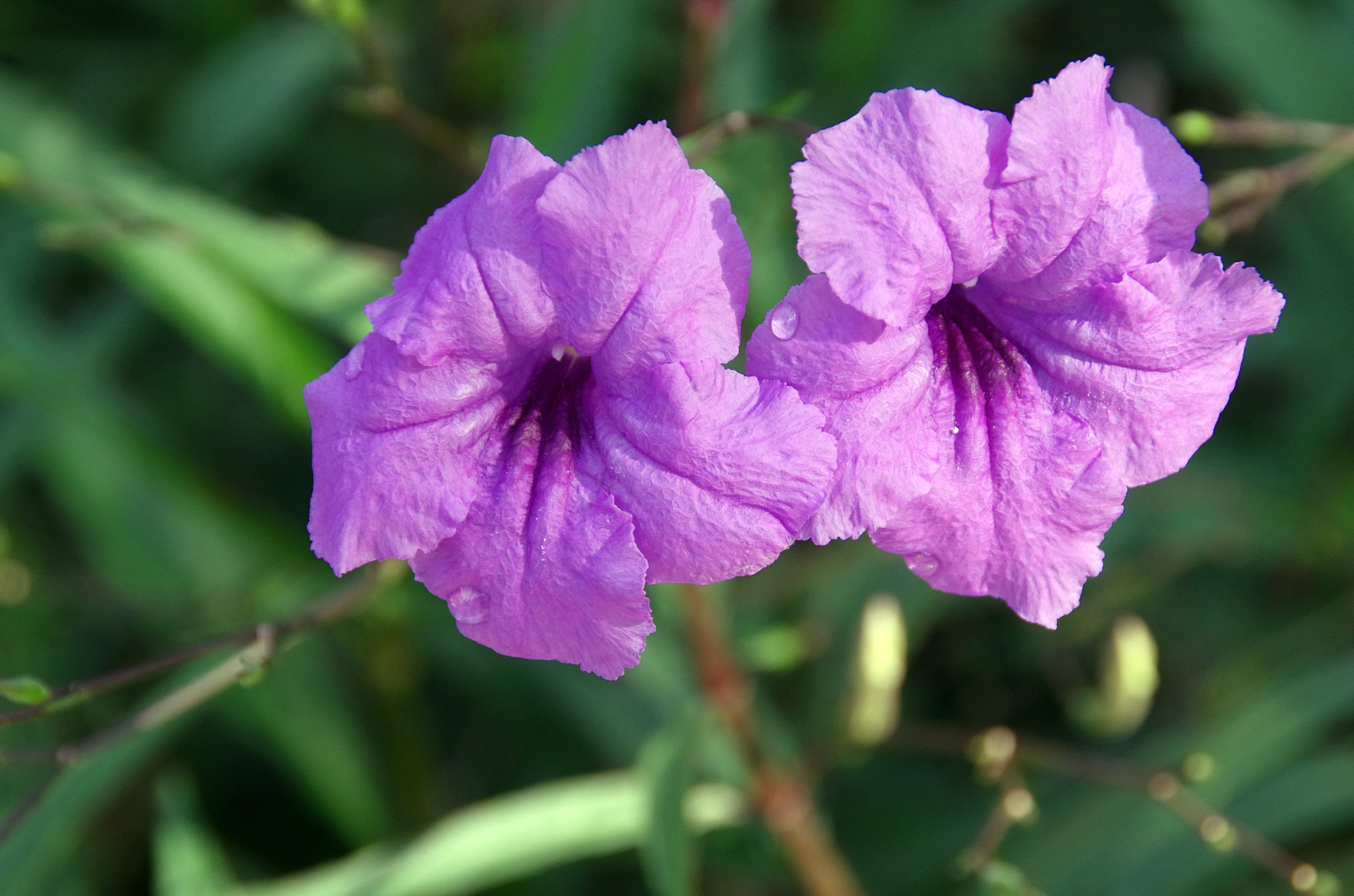 day, freshness, petals, focus on foreground, purity, flower head, 4K, nature, outdoors, no people, beauty in nature, crumpled up, violet, petal, inflorescence, HD Wallpaper
