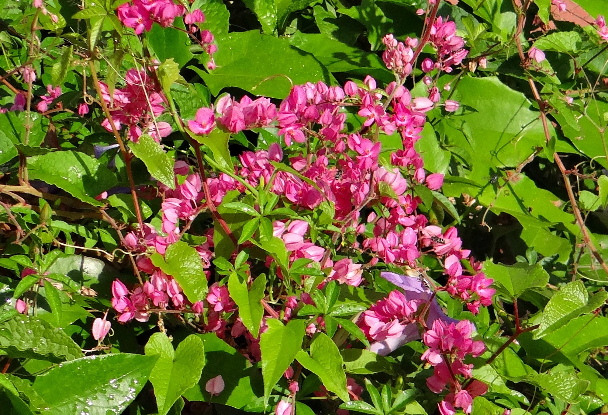 botany, leaf, pink, beauty in nature, love-vine, inflorescence, no people, springtime, close-up, flower head, summer, mexican creeper, chain-of-love, anantalata, HD Wallpaper