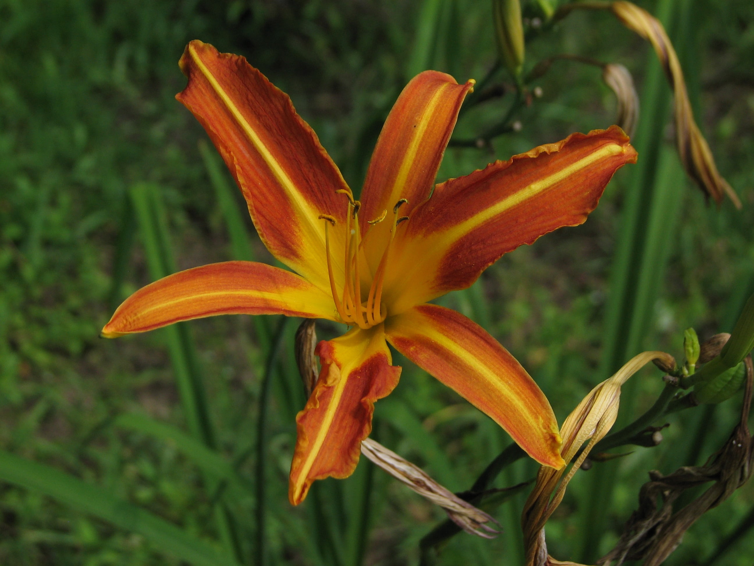 day lily, outdoors, yellow, flower, colorful, orange, lily, pollen, orange color, fragility, vivid, petal, no people, close-up, vulnerability, growth, botany, HD Wallpaper