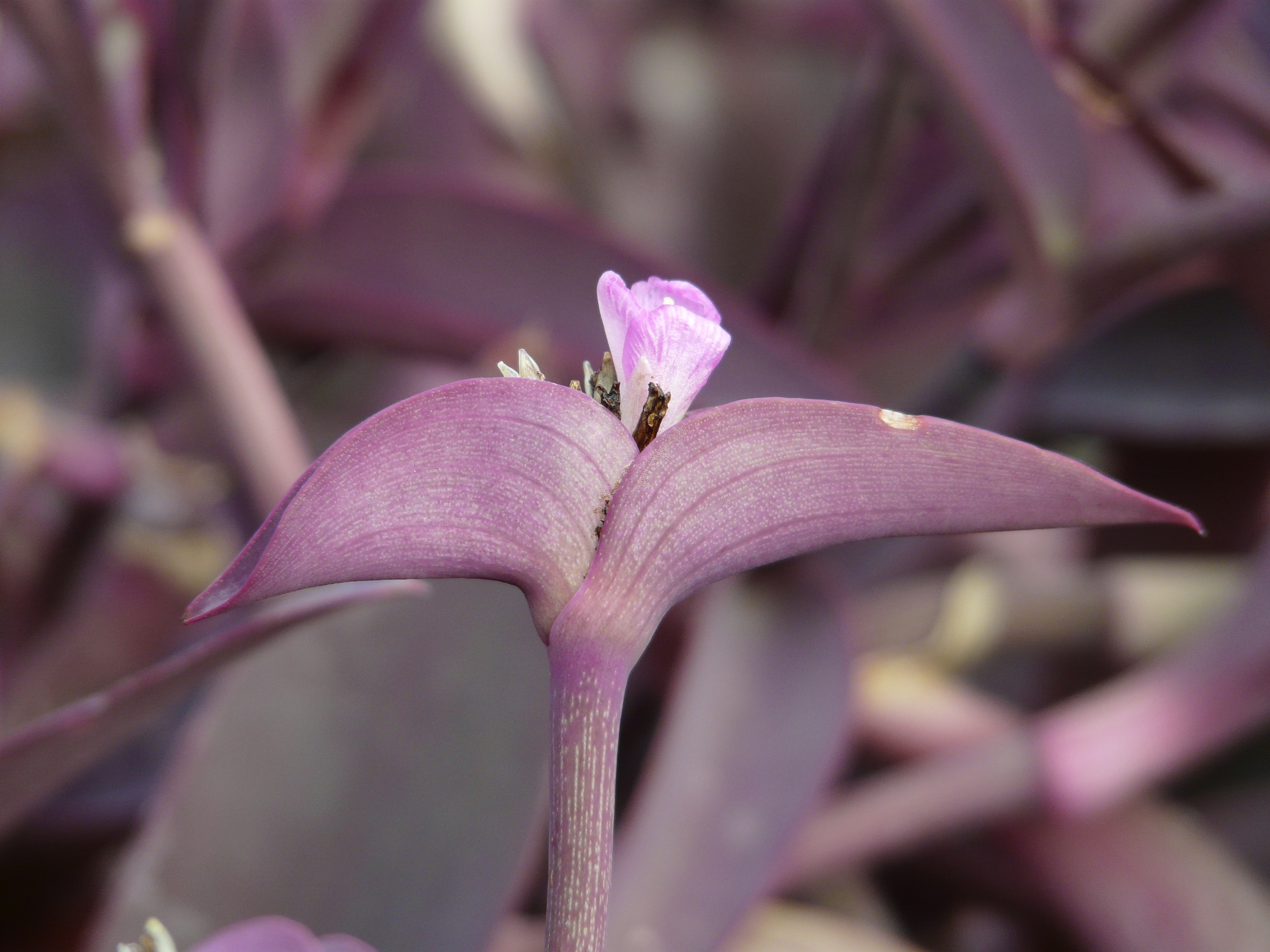 animal, 2K, beauty in nature, violet, tradescantia pallida, stalk, commelinaceae, petal, bloom, purple, close-up, mexican dreimasterblume, selective focus, HD Wallpaper