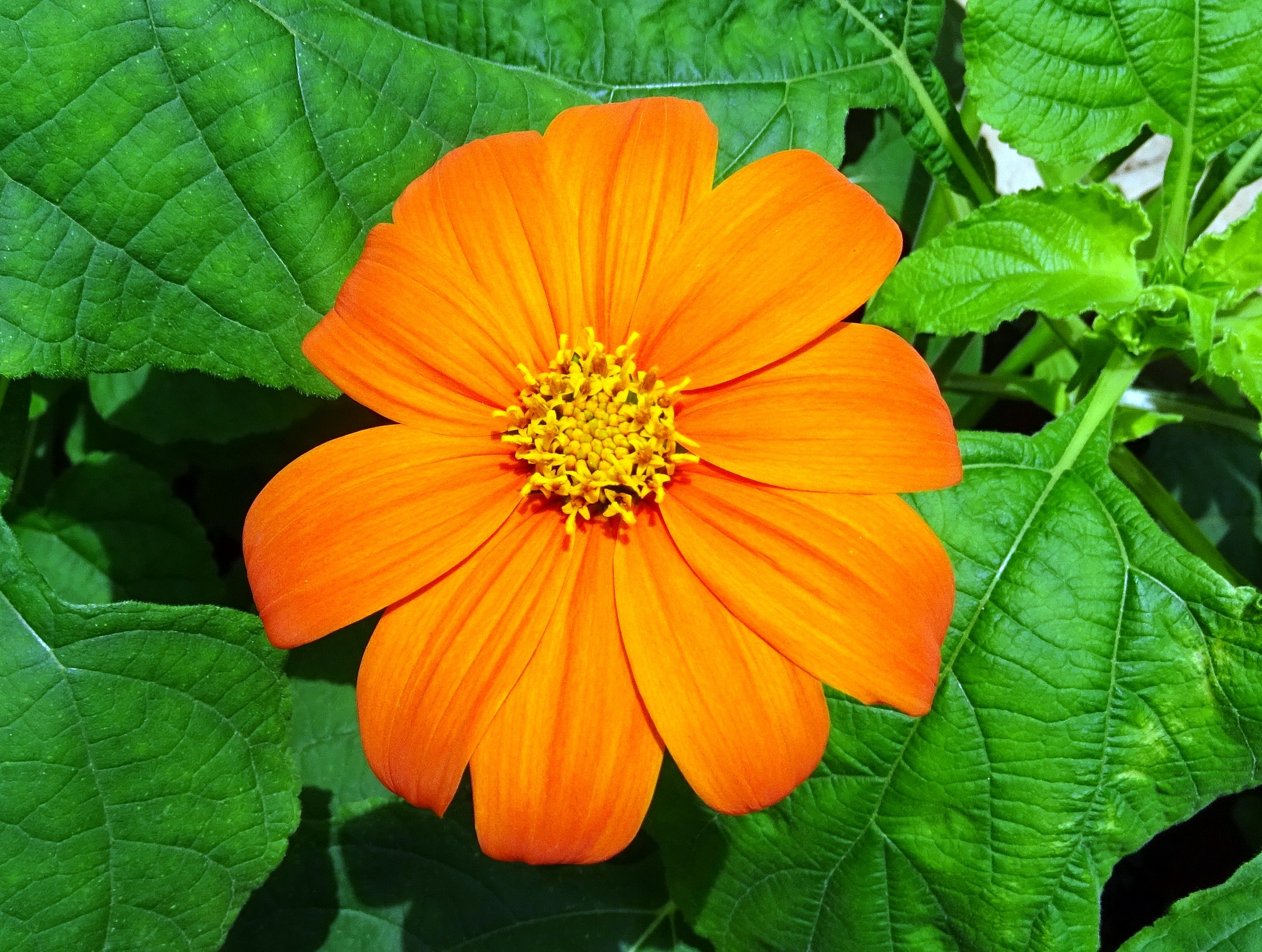 karnataka, flowering plant, asteraceae, tithonia rotundifolia, flora, mexican sunflower, petal, fragility, plant, tithonia, orange color, leaf, freshness, HD Wallpaper