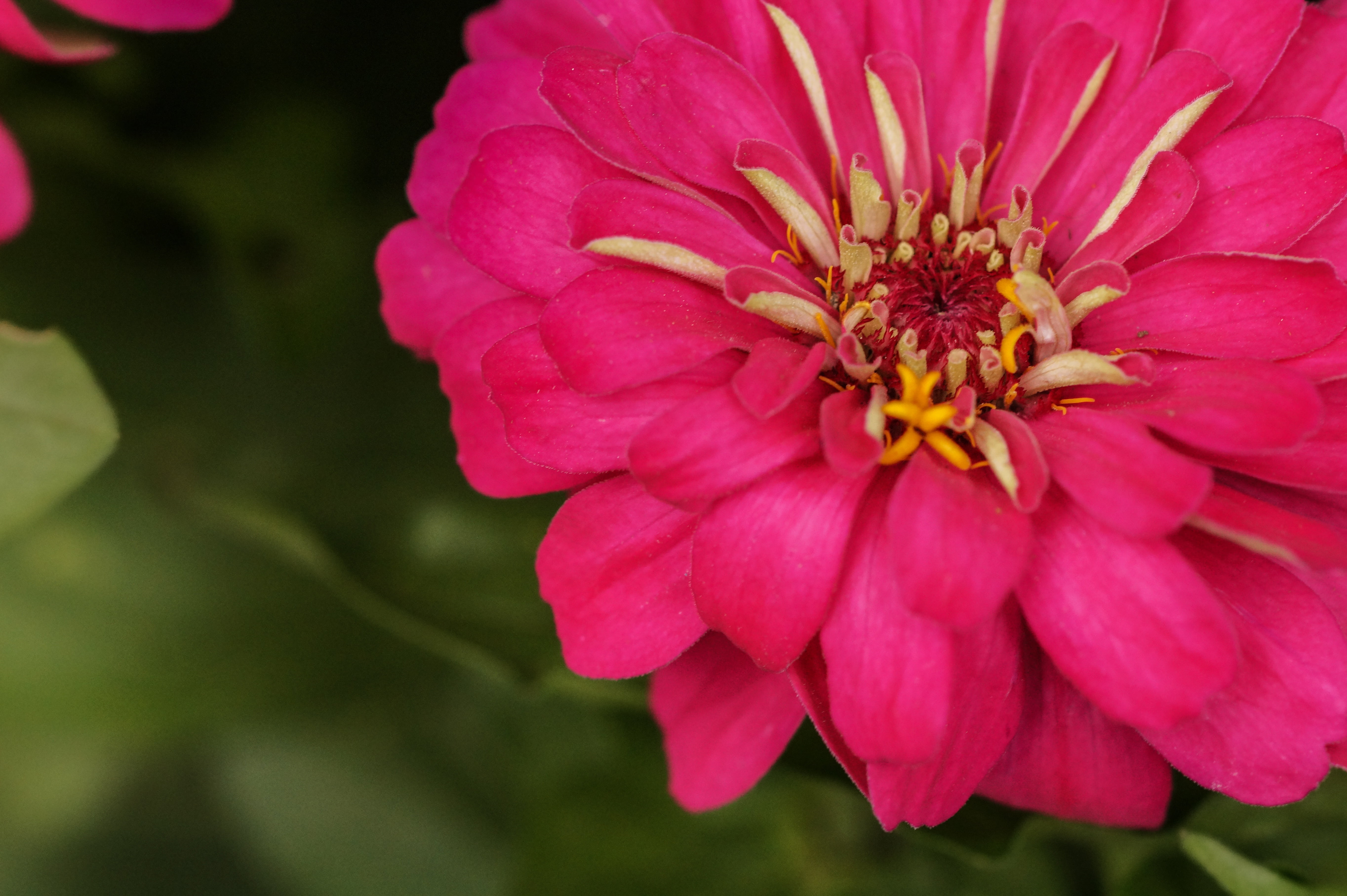 day, pink flower, no people, plant, fragility, pink color, freshness, petal, focus on foreground, 5K, close-up, flower, mexican rose, vulnerability, flowering plant, HD Wallpaper