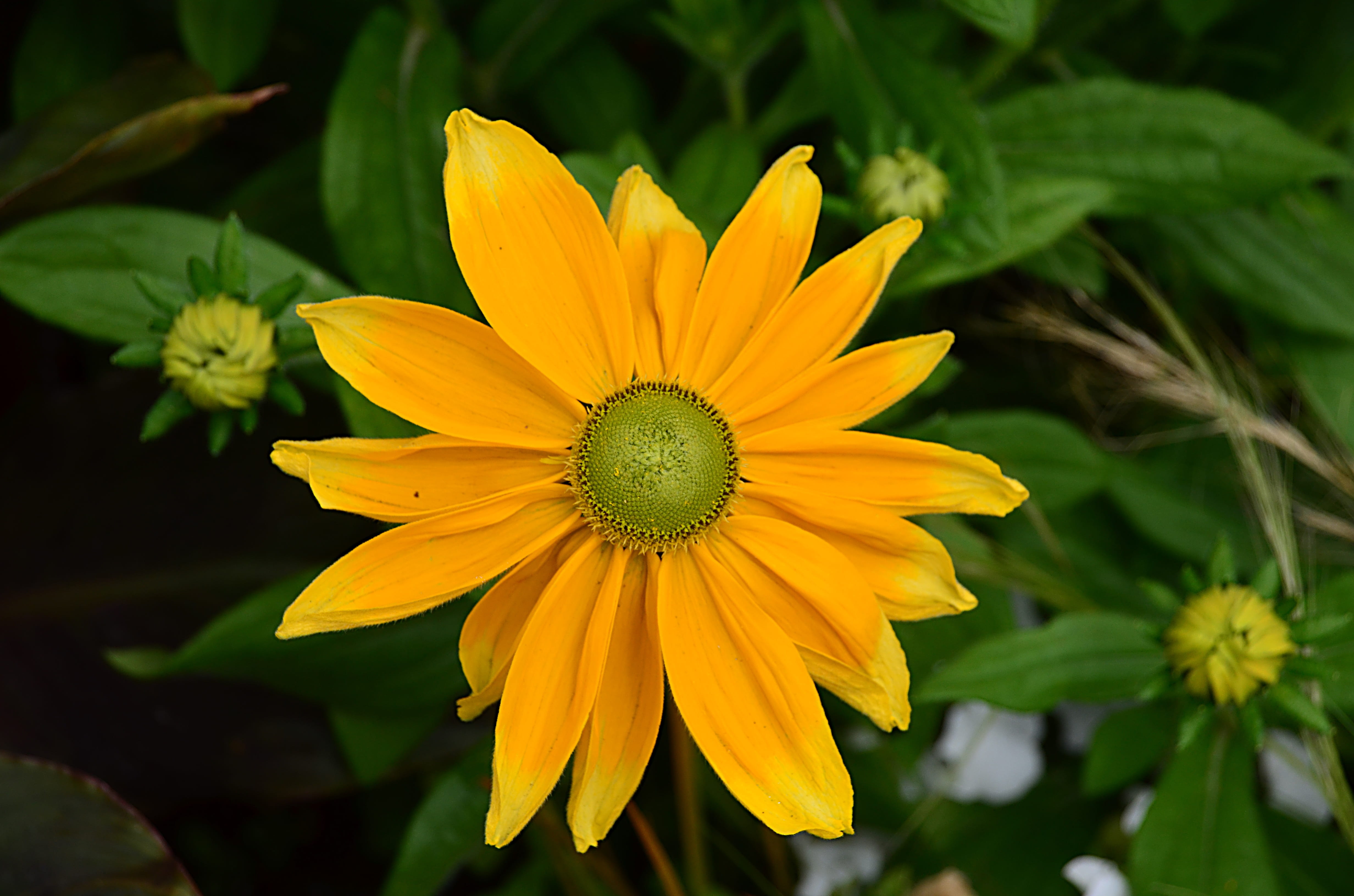 green color, no people, mexican sunflower, 4K, horticulture, fragility, flowering plant, focus on foreground, sepal, day, plant, flower, flora, vulnerability, HD Wallpaper