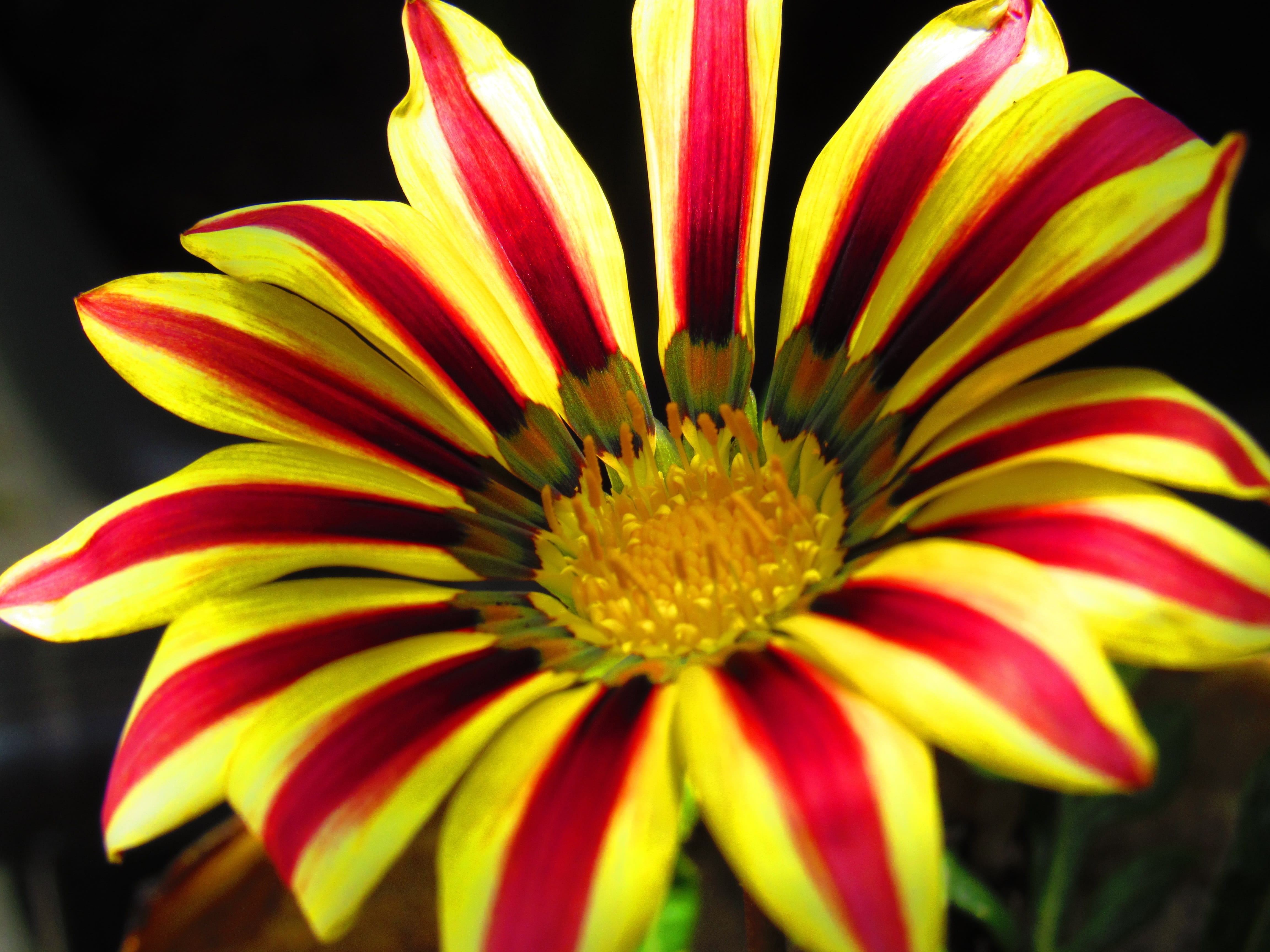 no people, 4K, petal, flowering plant, yellow, day, vulnerability, flower, nature, fragility, freshness, growth, sunflower mexican, beauty in nature, pollen, HD Wallpaper