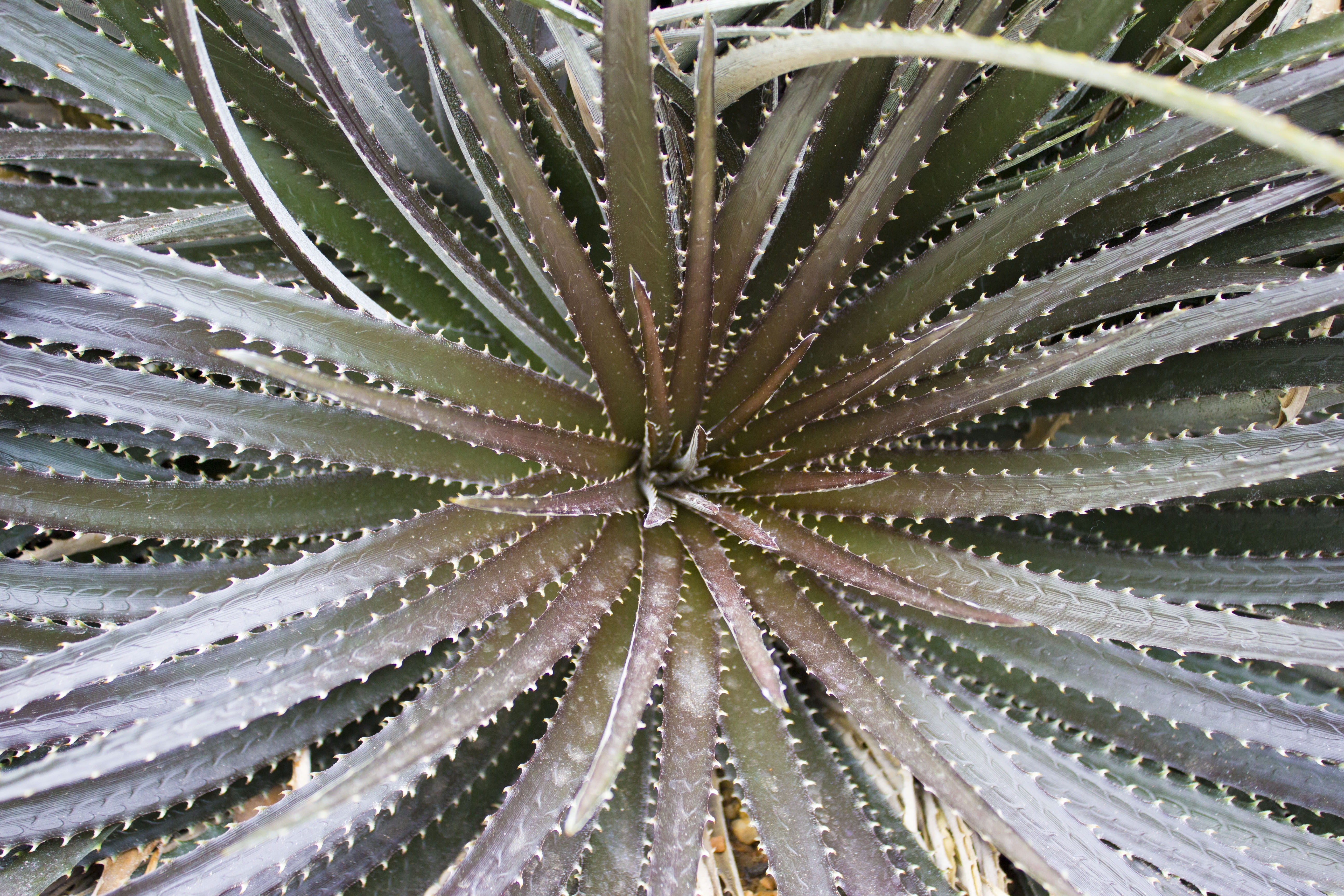 natural pattern, leaf, cactus, pattern, cacti, backgrounds, freshness, close-up, tequila, water, thorn, no people, garden, plant part, green color, 5K, HD Wallpaper