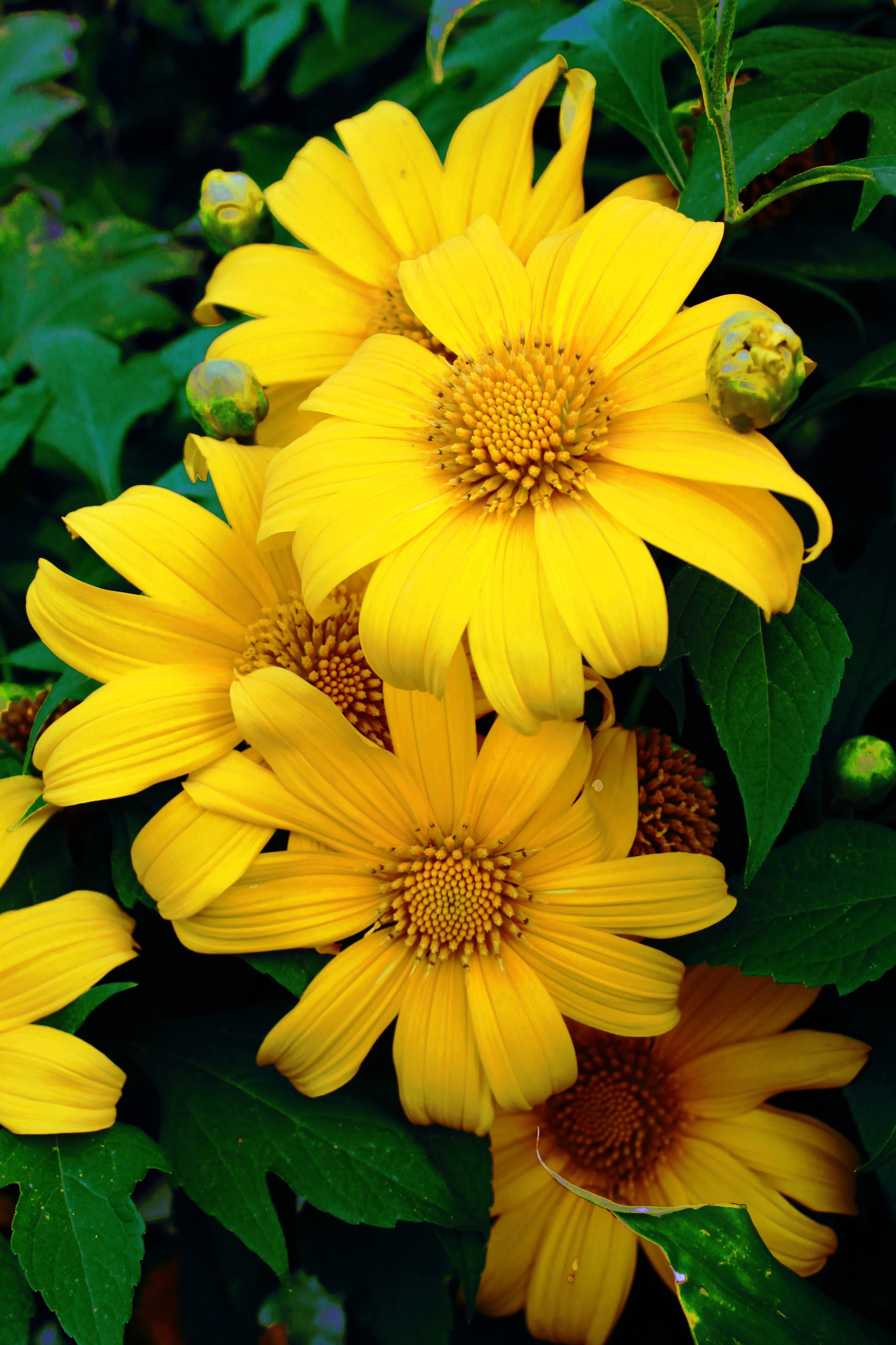 nature, outdoors, Diversifolia, gazania, yellow, beauty in nature, 4K, flower head, plant part, mexican, petal, freshness, focus on foreground, close-up, Phone HD Wallpaper