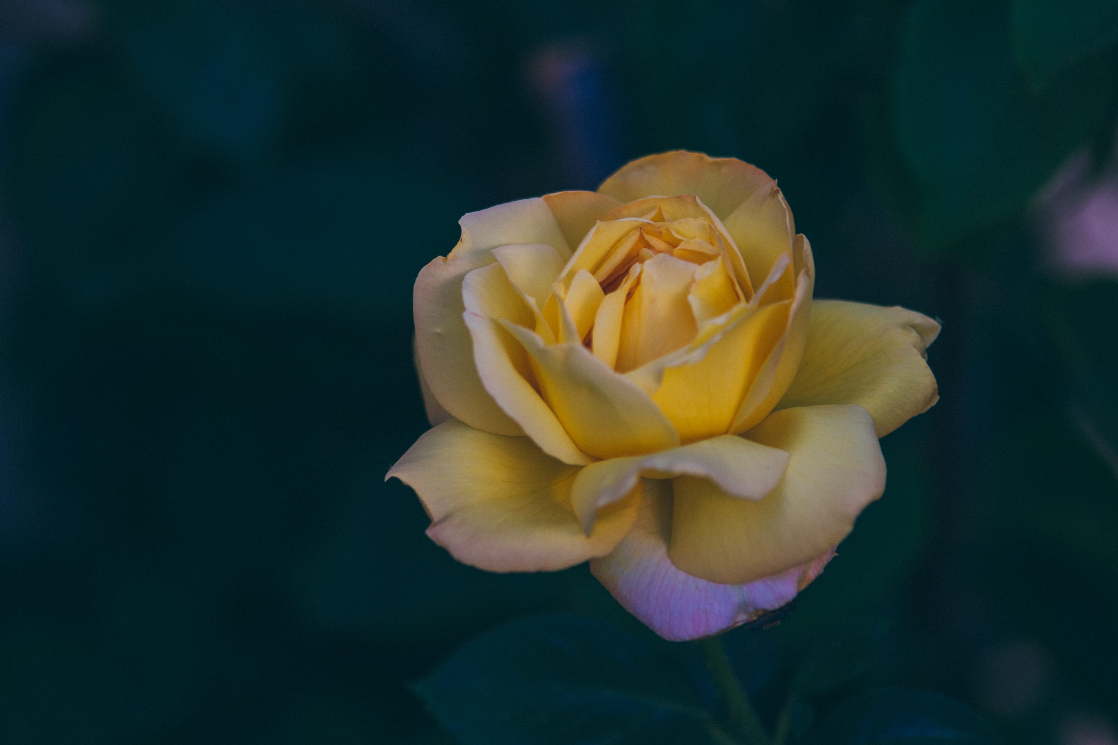 mexican rose, growth, garden, delicate, close-up, petal, plant, fragility, rose, beauty in nature, vulnerability, flowering plant, yellow, 4K, outdoors, HD Wallpaper