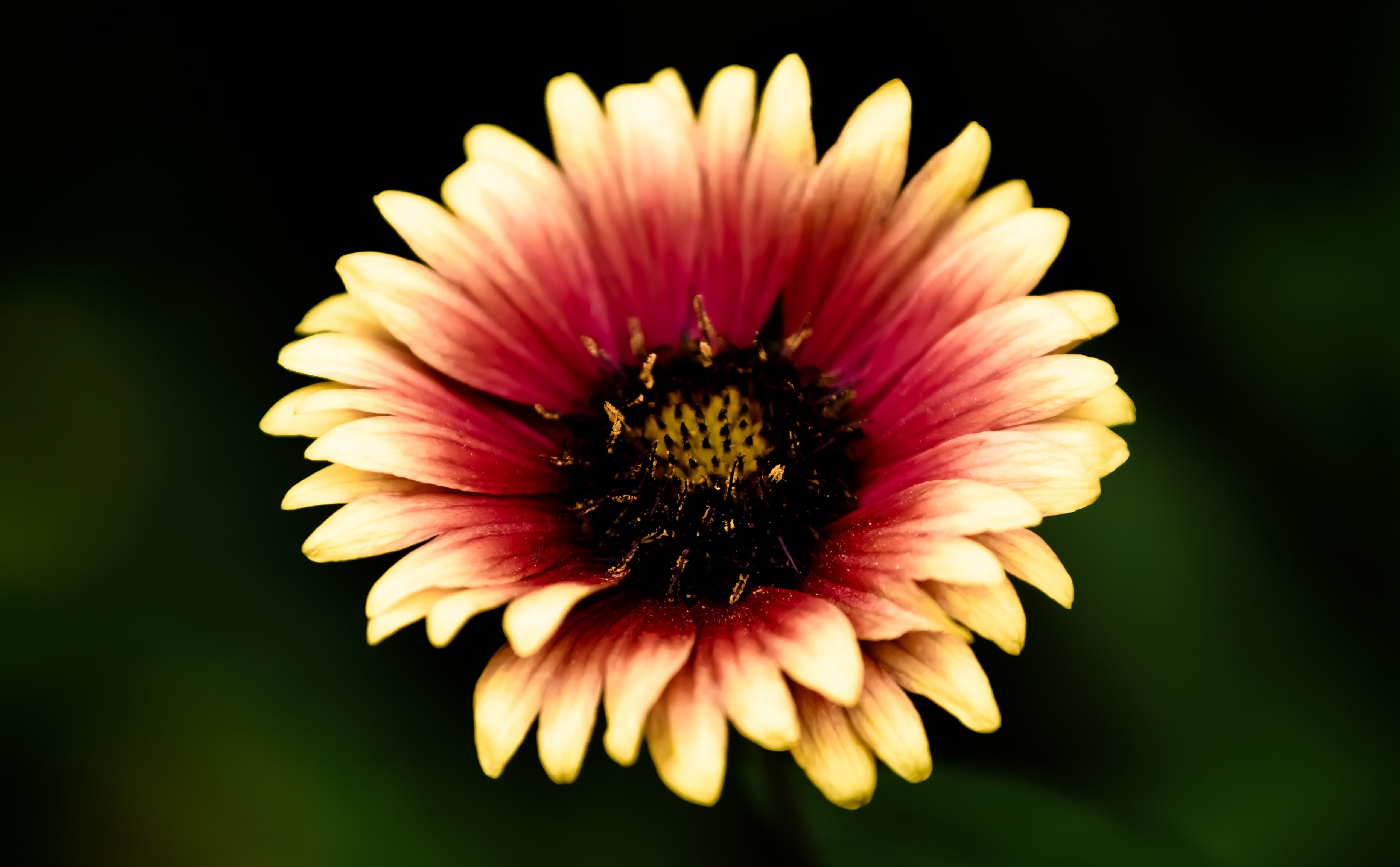 gazania, Petals, flowering plant, focus on foreground, flower head, no people, pollination, Flower, vulnerability, close-up, studio shot, beauty in nature, HD Wallpaper