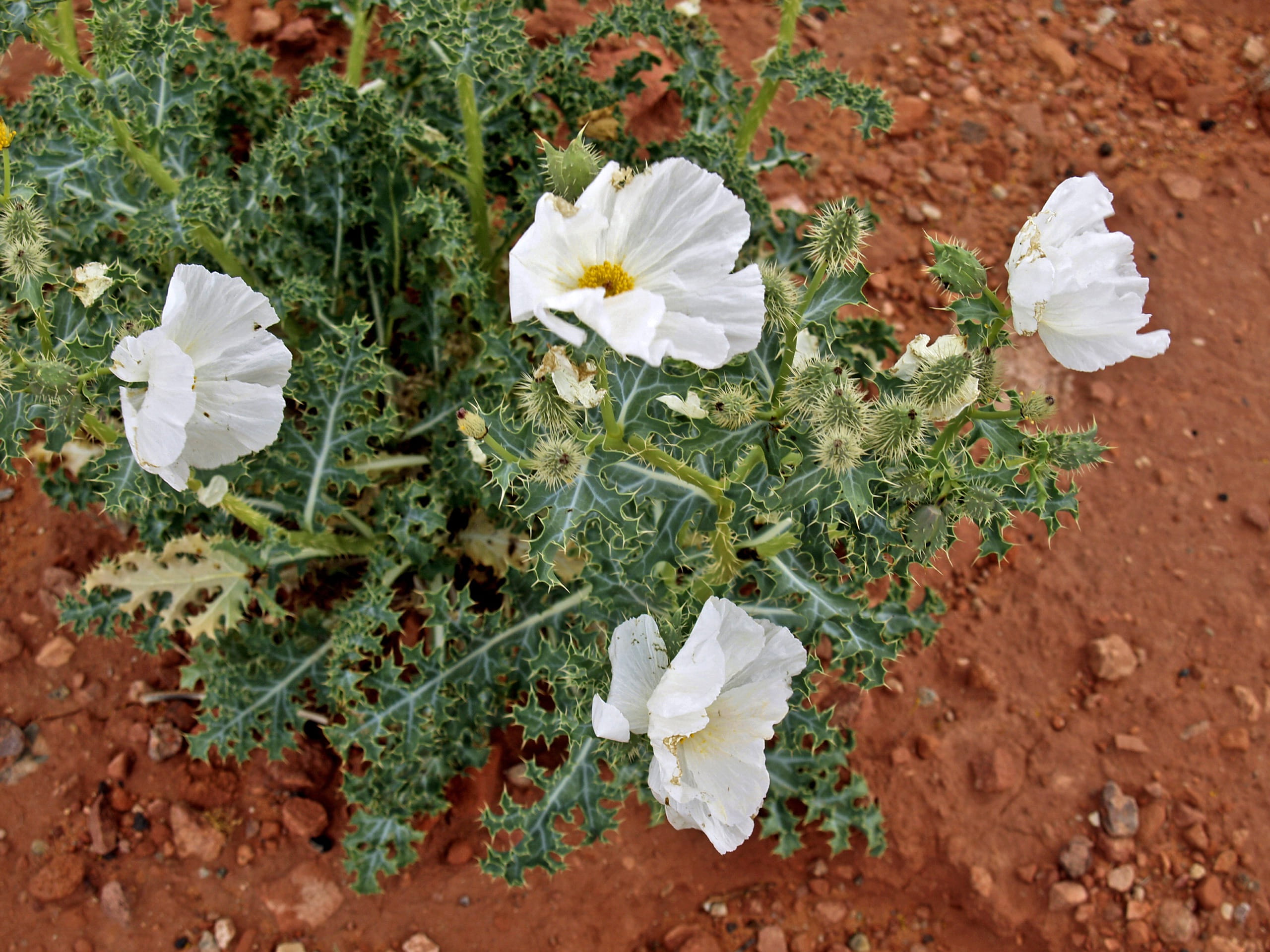 2K, nature, no people, flower head, field, white color, land, plant part, mexican poppy, outdoors, growth, desert, inflorescence, flora, freshness, petal, HD Wallpaper