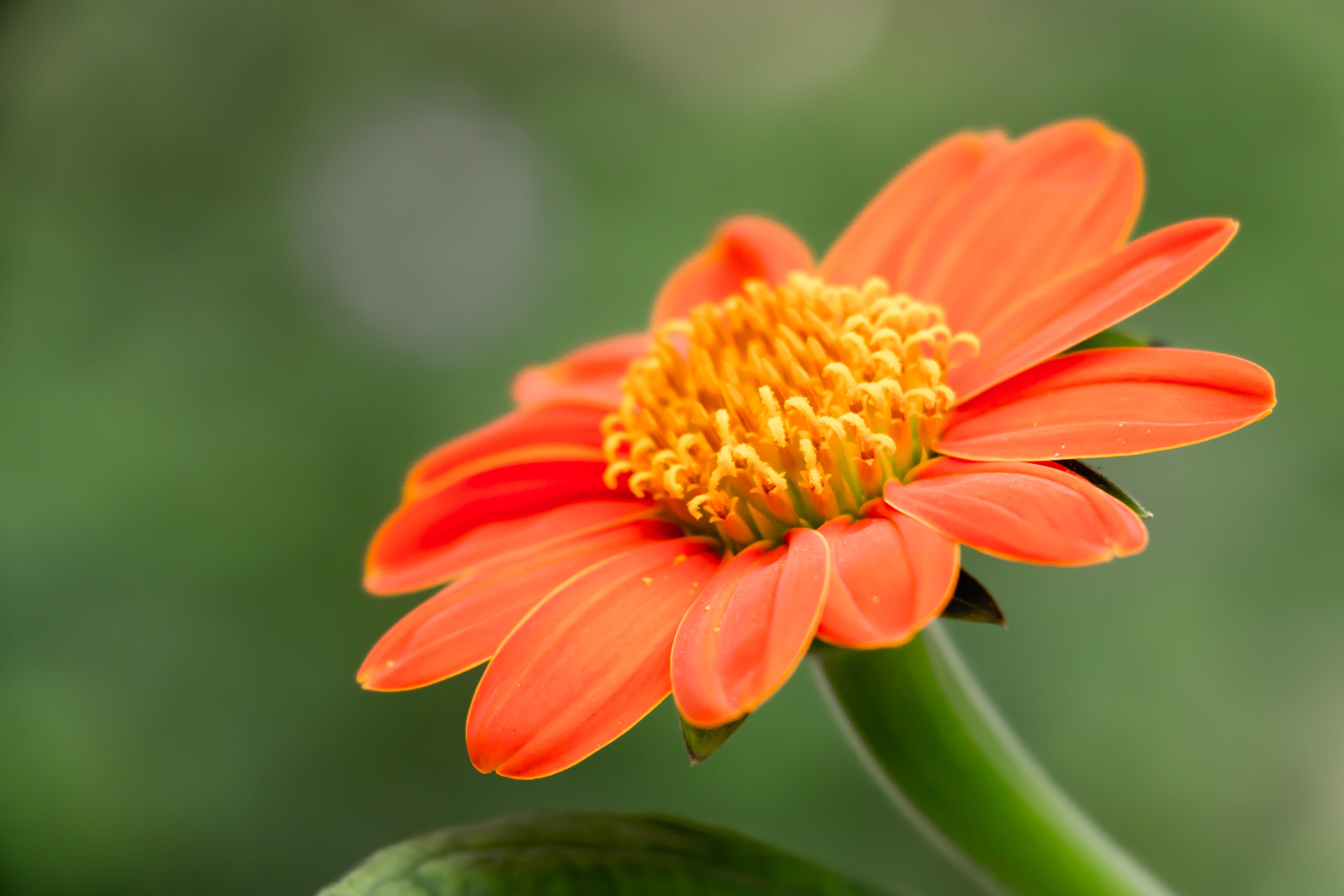 nature, focus on foreground, fragility, vulnerability, botany, plant, flowering plant, no people, flower, mexican sunflower, beauty in nature, pollen, orange color, HD Wallpaper