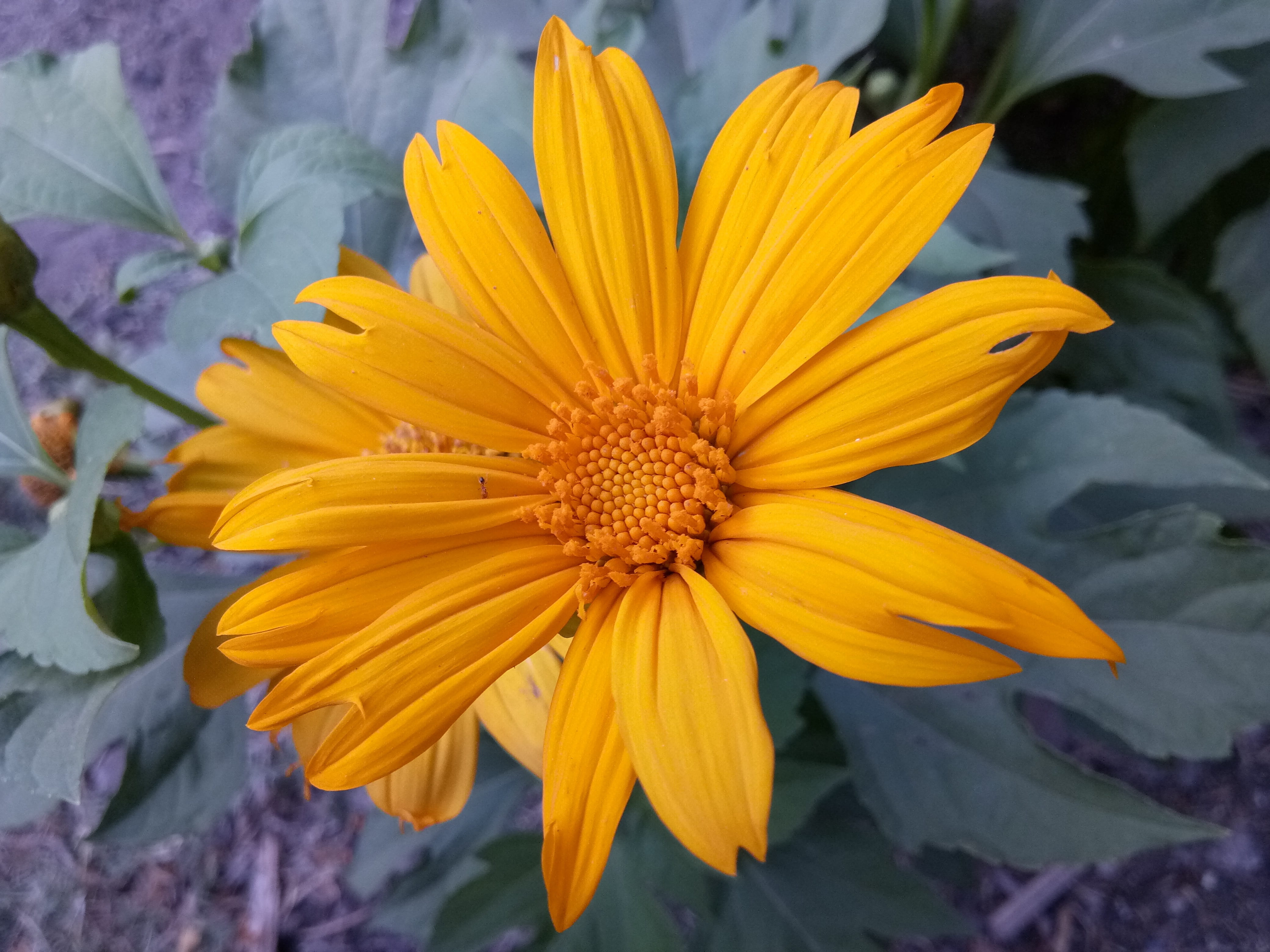 mexican sunflower, plant, beauty in nature, no people, growth, springtime, pollen, nature, petal, freshness, yellow, fragility, close-up, vulnerability, HD Wallpaper