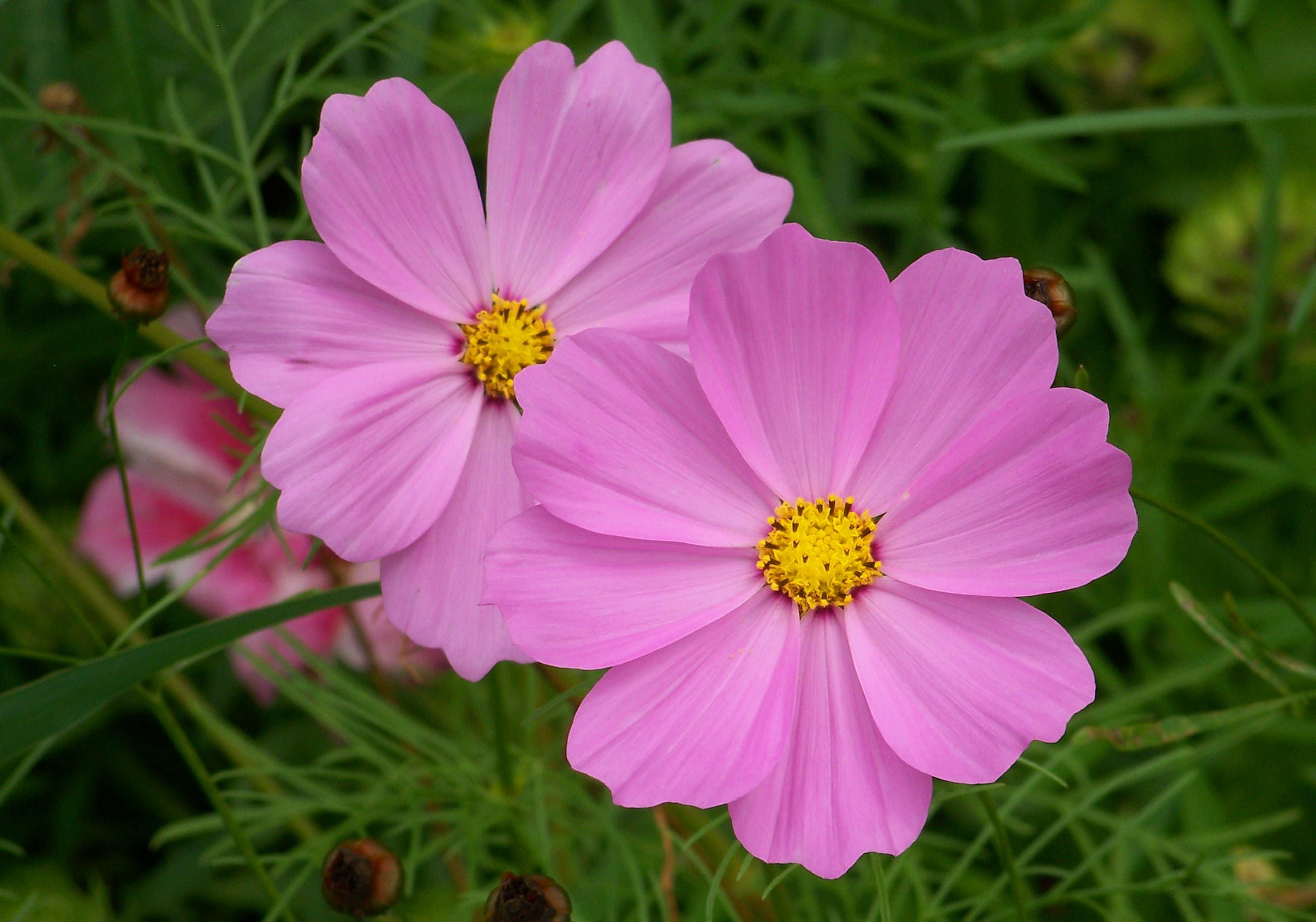 pollen, day, inflorescence, floral, purple, garden cosmos, flora, garden, focus on foreground, flowers, cosmos flower, close-up, flower, no people, leaf, HD Wallpaper