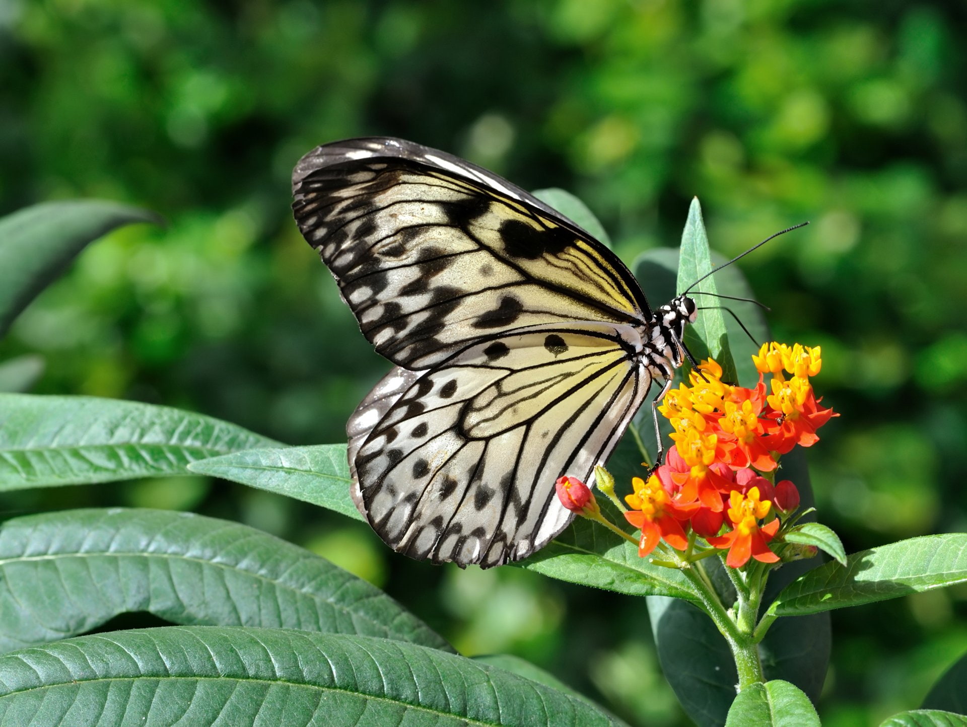 Butterfly, Paper Kite, Macro, Mexican Butterfly Weed, Flower, 1080P, Insect, Animal, HD Wallpaper