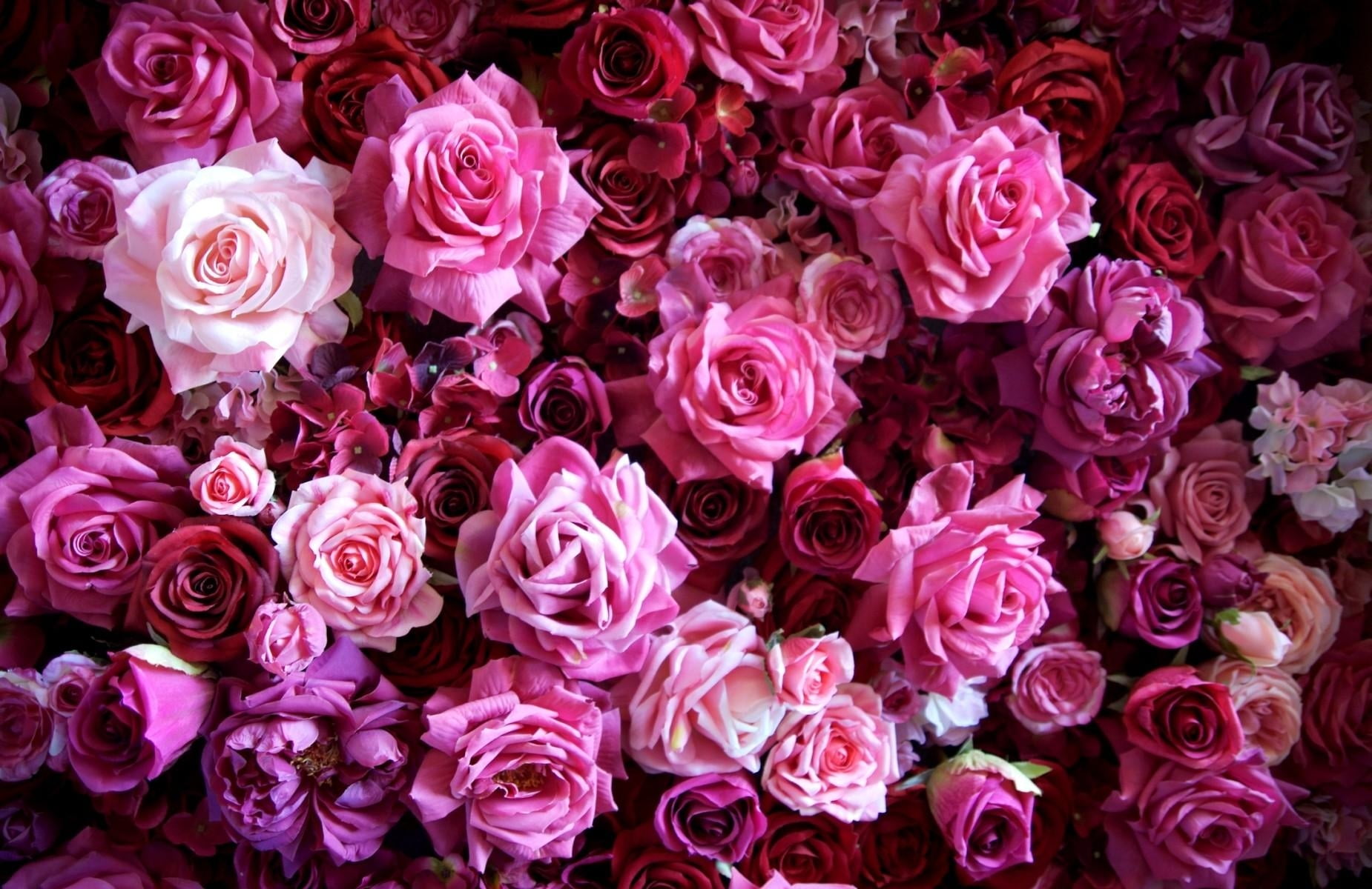 love, plant, rose, many, full frame, flower arrangement, no People, buds, flower Head, freshness, blossom, fragility, bouquet, 720P, white, flowering plant, HD Wallpaper