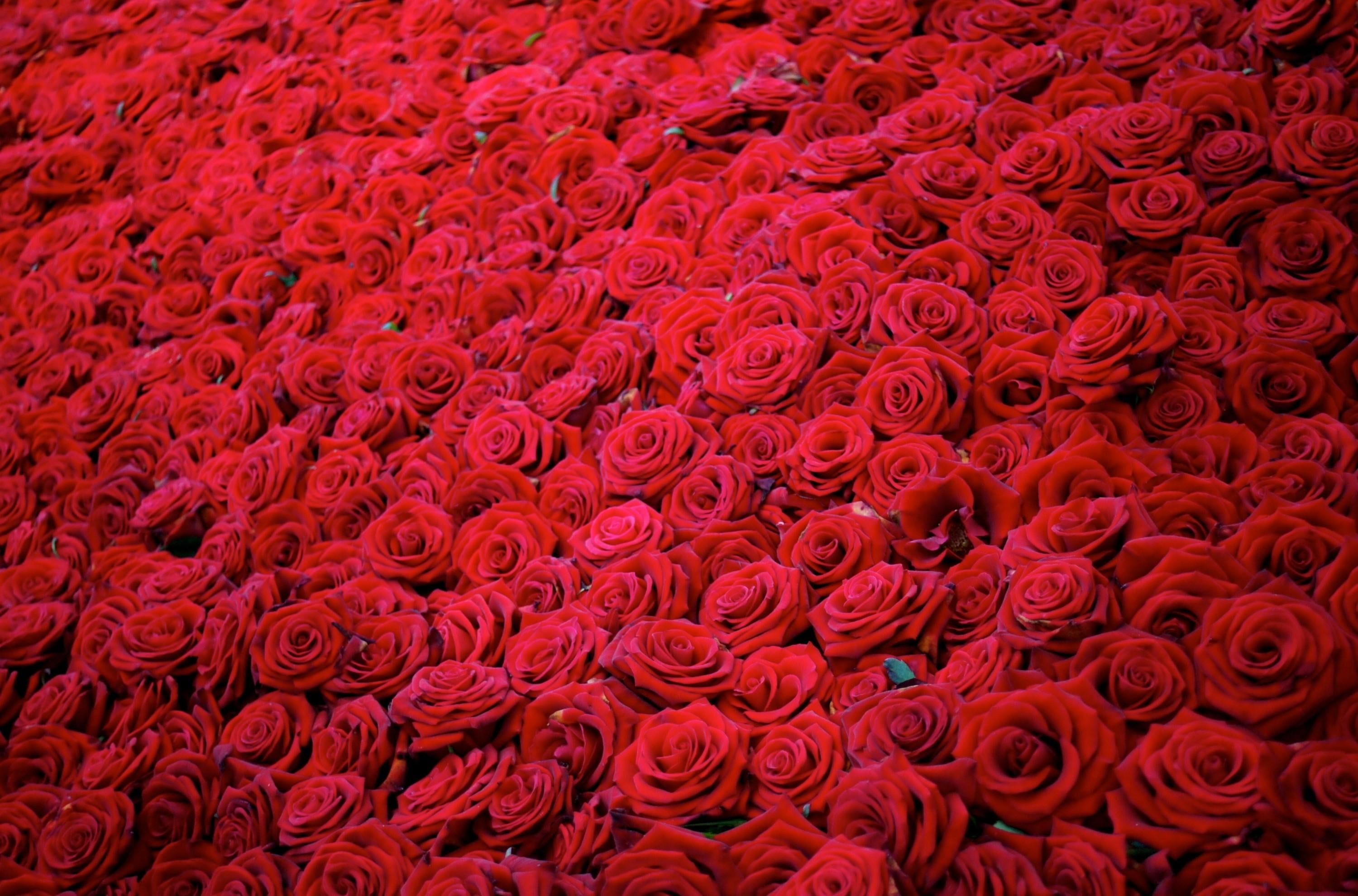 vulnerability, colors, valentines day - holiday, abstract, flower market, no People, softness, fragility, flowering plant, flower, beauty in nature, pink Color, HD Wallpaper