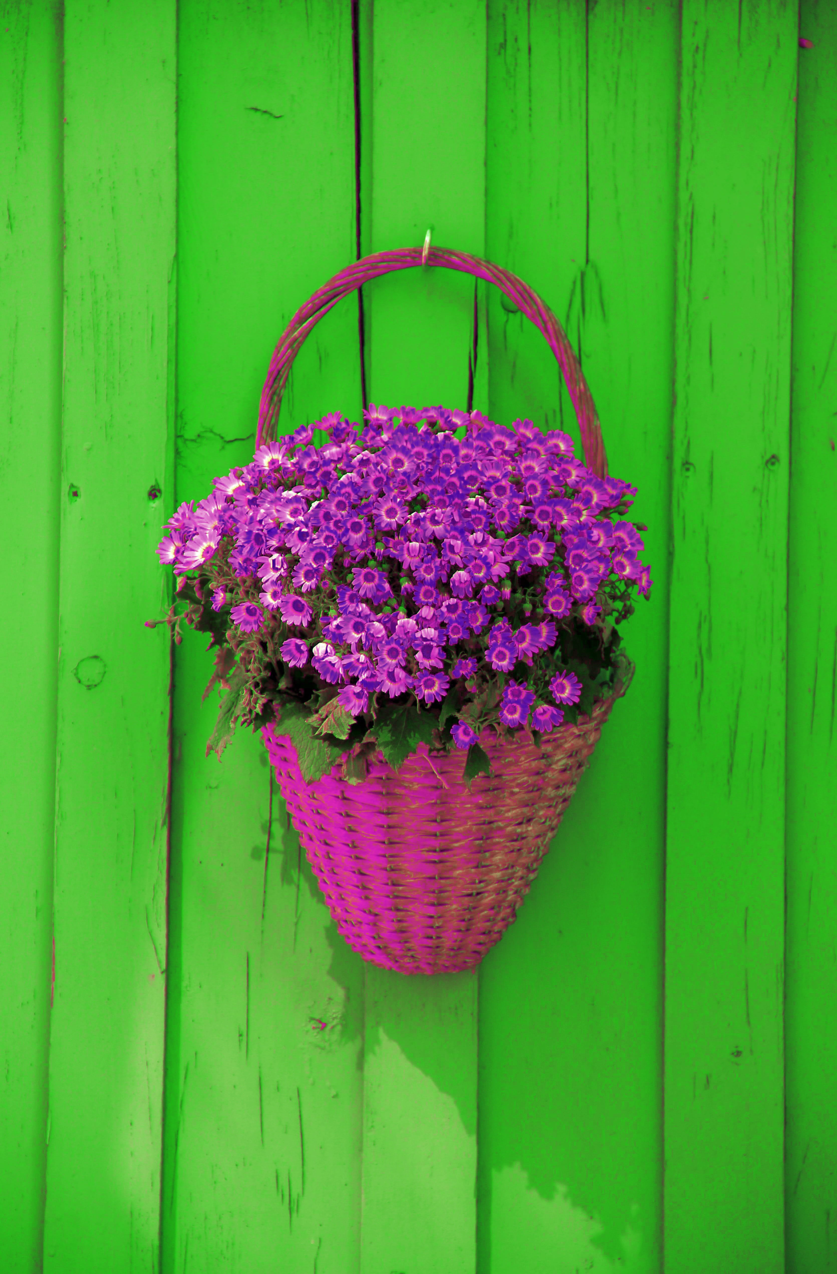 beauty in nature, decorative, purple, 4K, pink color, plant, wall - building feature, wood - material, vulnerability, close-up, nature, no people, green color, Phone HD Wallpaper