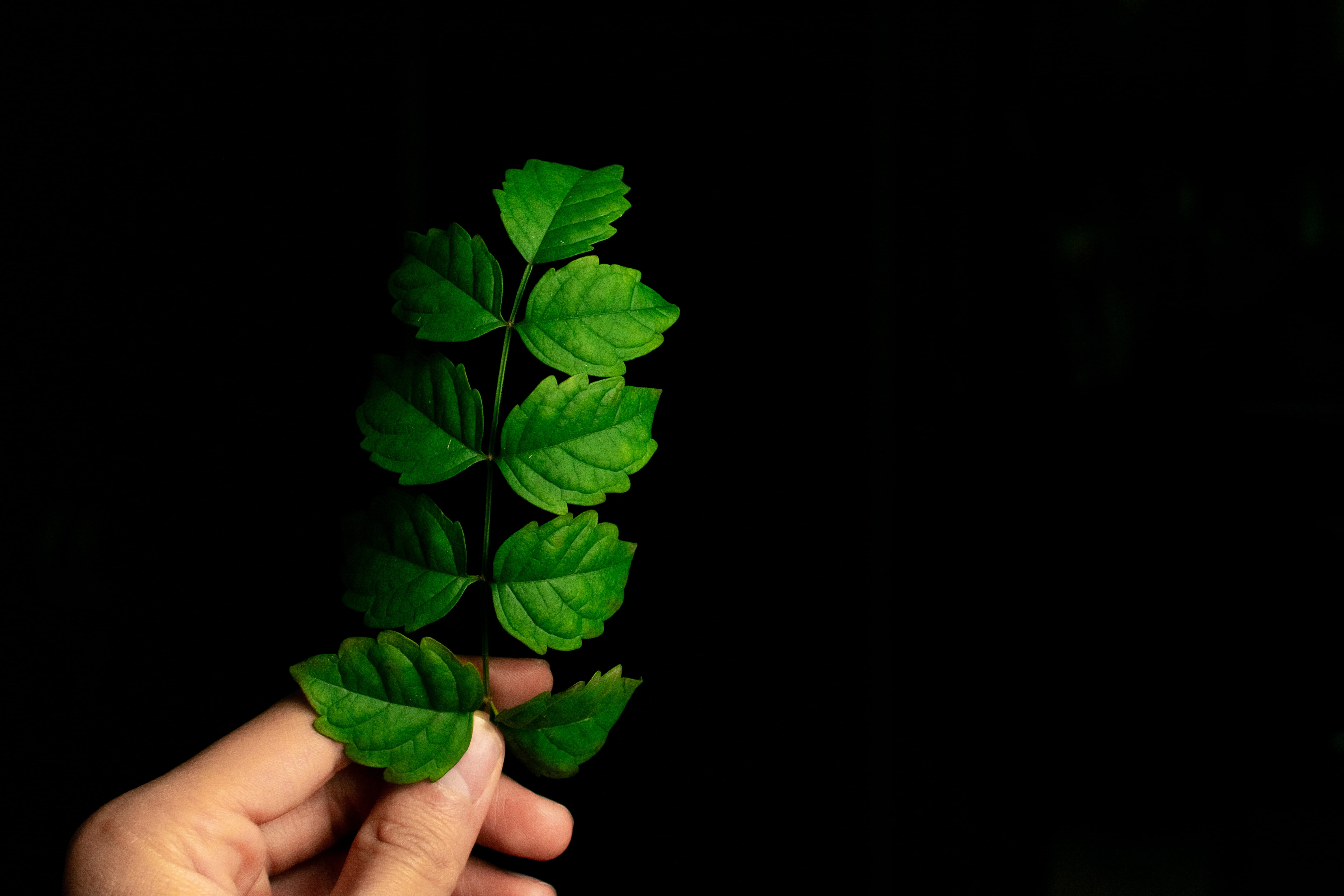personal perspective, human body part, human, rose, building, growth, veins, blossom, herbs, small, person, planter, nature, finger, plant, close-up, black background, HD Wallpaper