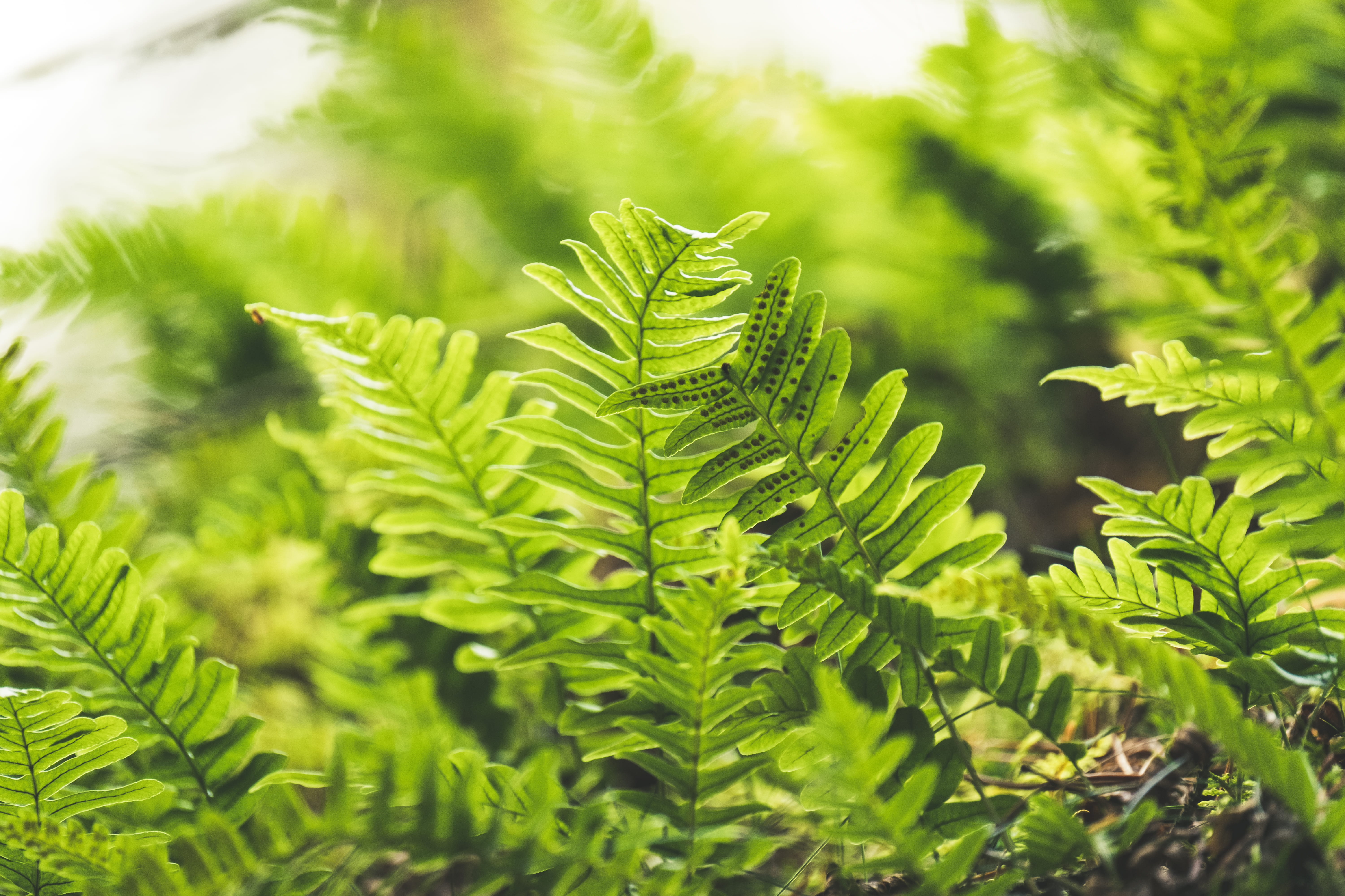 tree, outdoors, leaf, linköping, freshness, herb, jar, planter, herbs, tranquility, potted plant, focus on foreground, plant, no people, drink, branch, HD Wallpaper