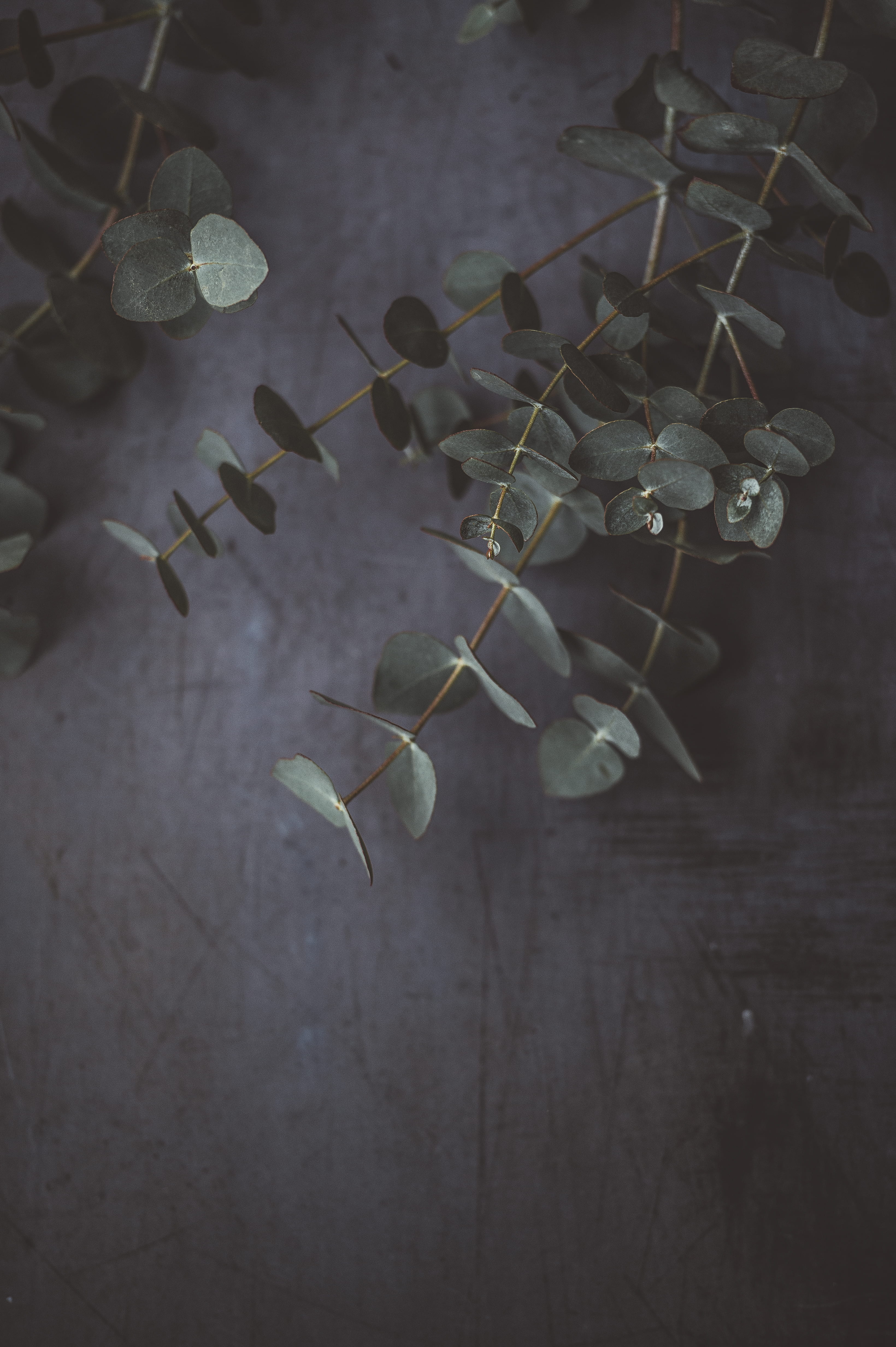 branch, photo, beauty in nature, indoors, close-up, foliage, food and drink, leafed, flower, selective focus, no people, green, high angle view, 4K, day, Phone HD Wallpaper
