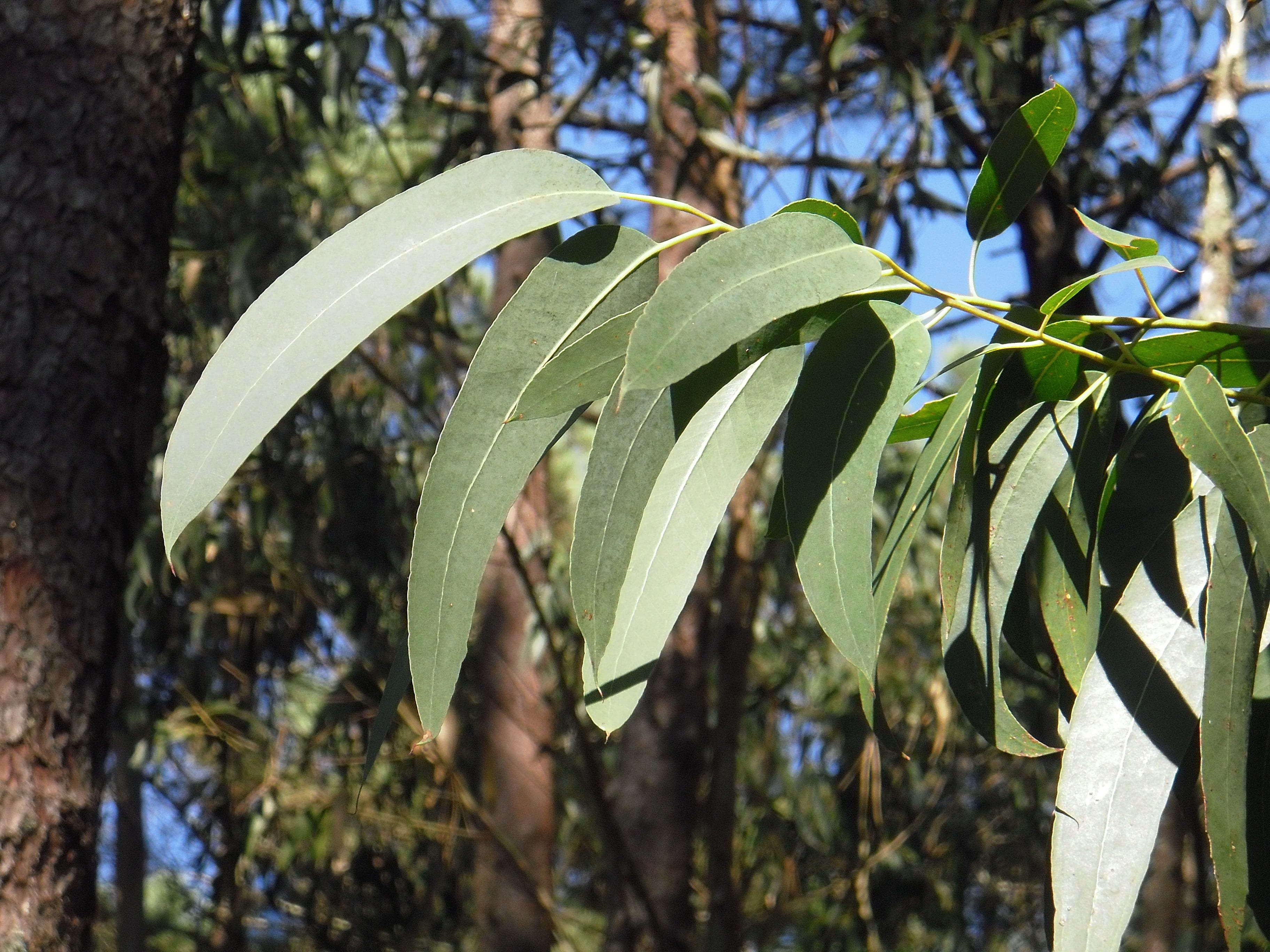 land, beauty in nature, green, low angle view, tranquility, food and drink, eucalyptus, galicia, outdoors, close-up, vegetable, sunlight, leaves, trees, HD Wallpaper