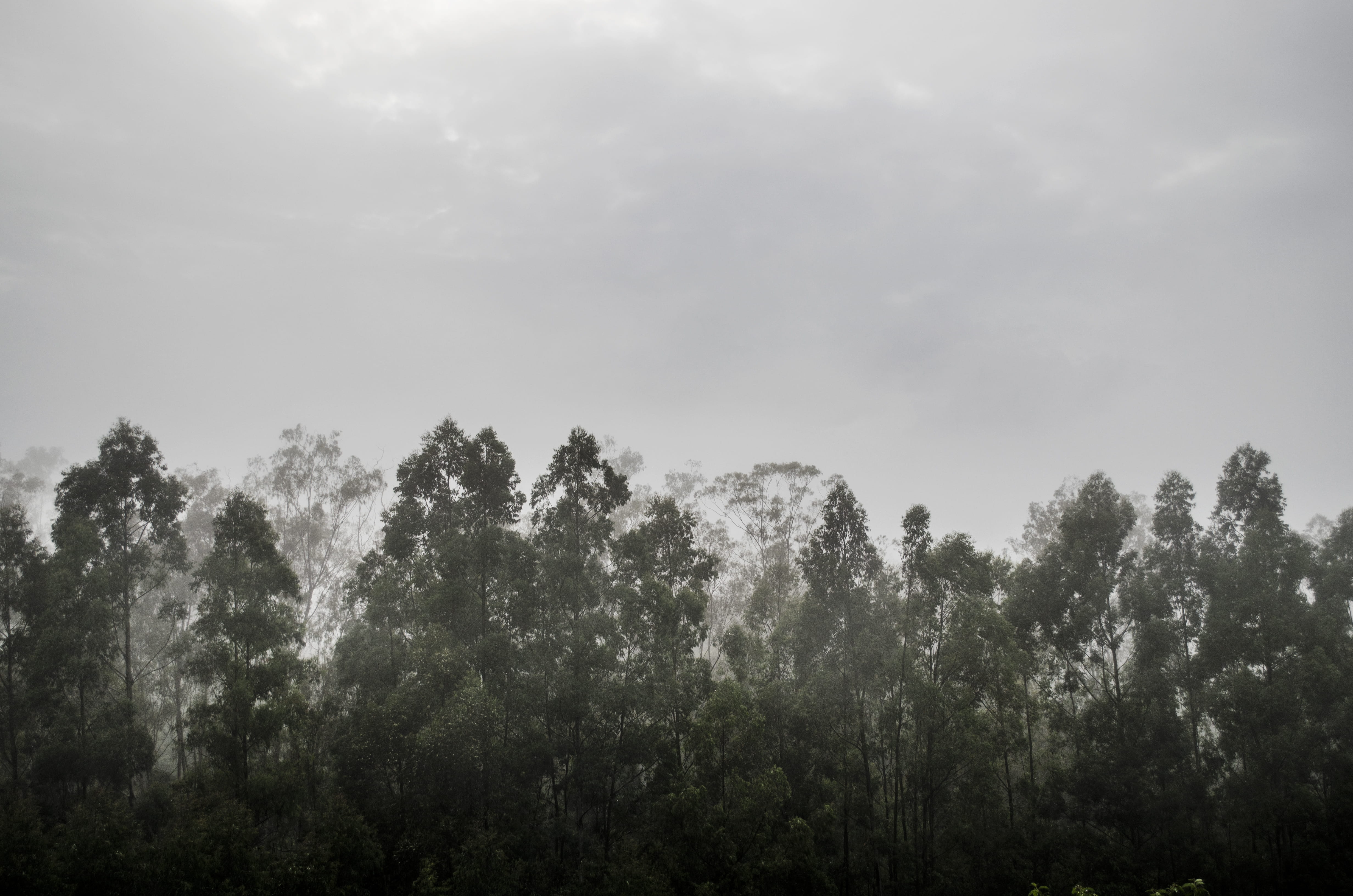 non-urban scene, tranquil scene, forest, beauty in nature, woodland, green, eucalyptus, leaf, brazil, cloud - sky, trees, outdoors, fog, scenics - nature, HD Wallpaper
