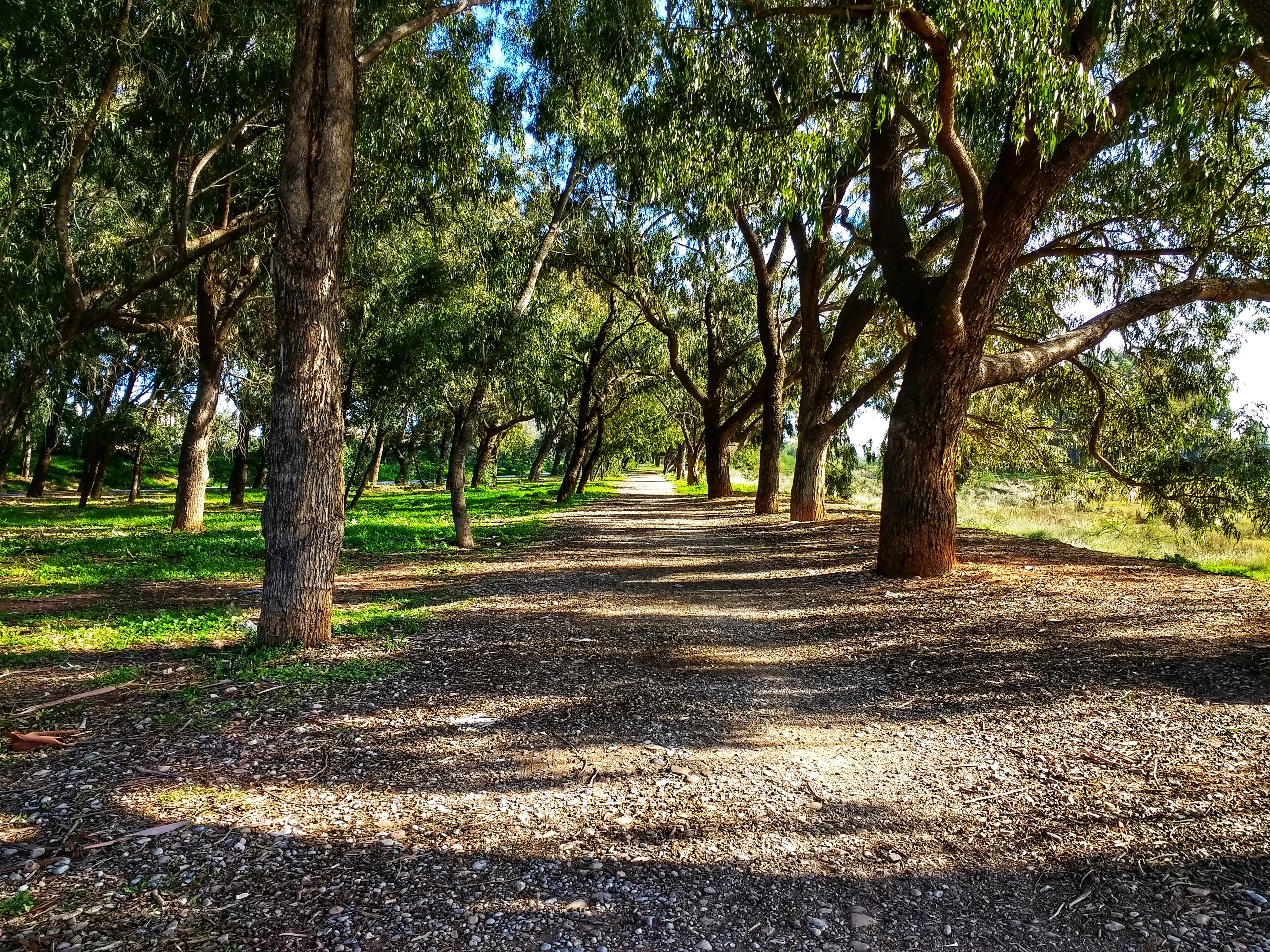 treelined, day, 4K, the way forward, trees, tree, path, long, diminishing perspective, green, eucalyptus, growth, leaves, footpath, park, outdoors, landscape, HD Wallpaper