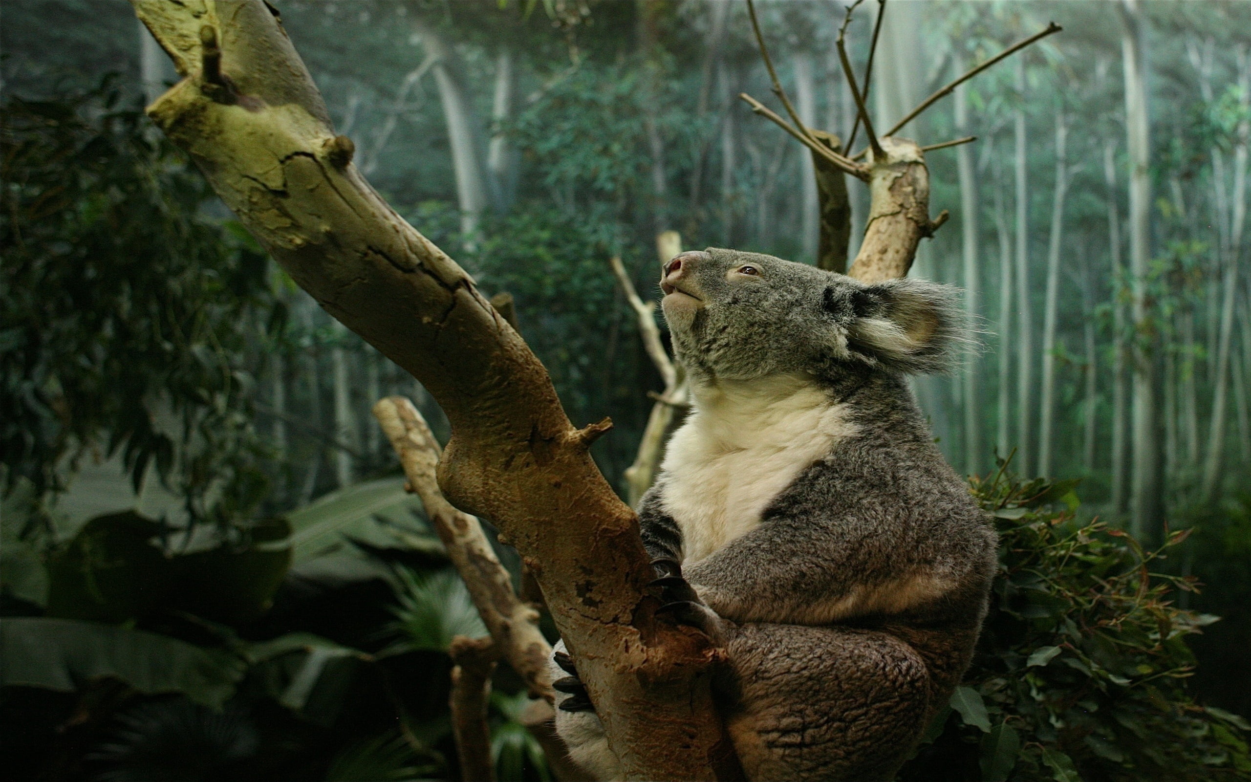 eucalyptus Tree, bear, tree, nature, branch, vertebrate, mammal, tree trunk, forest, endangered Species, trunk, one animal, plant, large, focus on foreground, HD Wallpaper