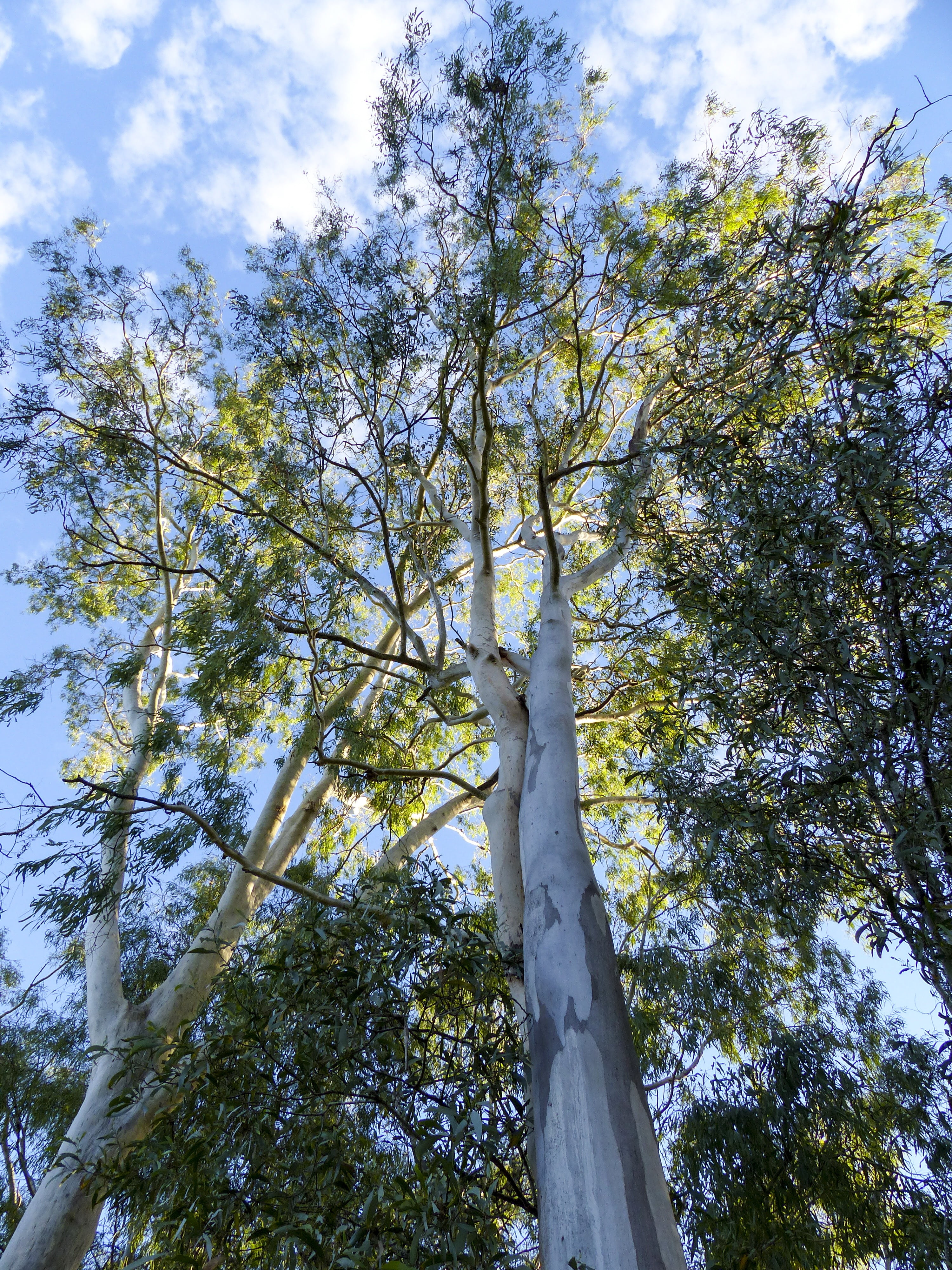 green color, australia, travel, tree, plant, eucalyptus, 4K, forest, no people, idyllic, tropical, nature, sunlight, tall - high, outdoors, trunk, sky, Phone HD Wallpaper