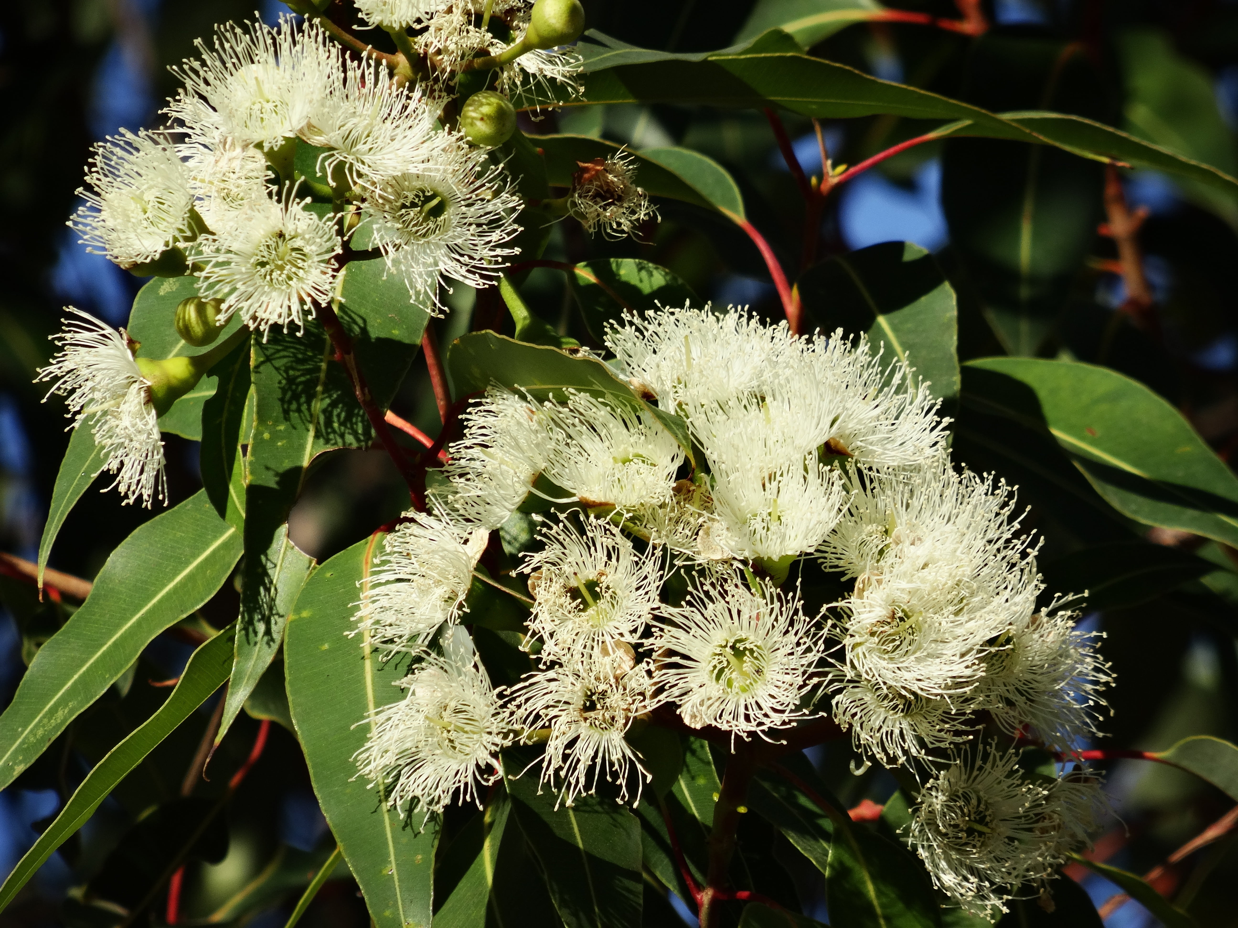 photography, flower head, close, freshness, day, petal, flower, australian eucalyptus, petaled, 5K, white color, vulnerability, green color, leaf, no people, HD Wallpaper