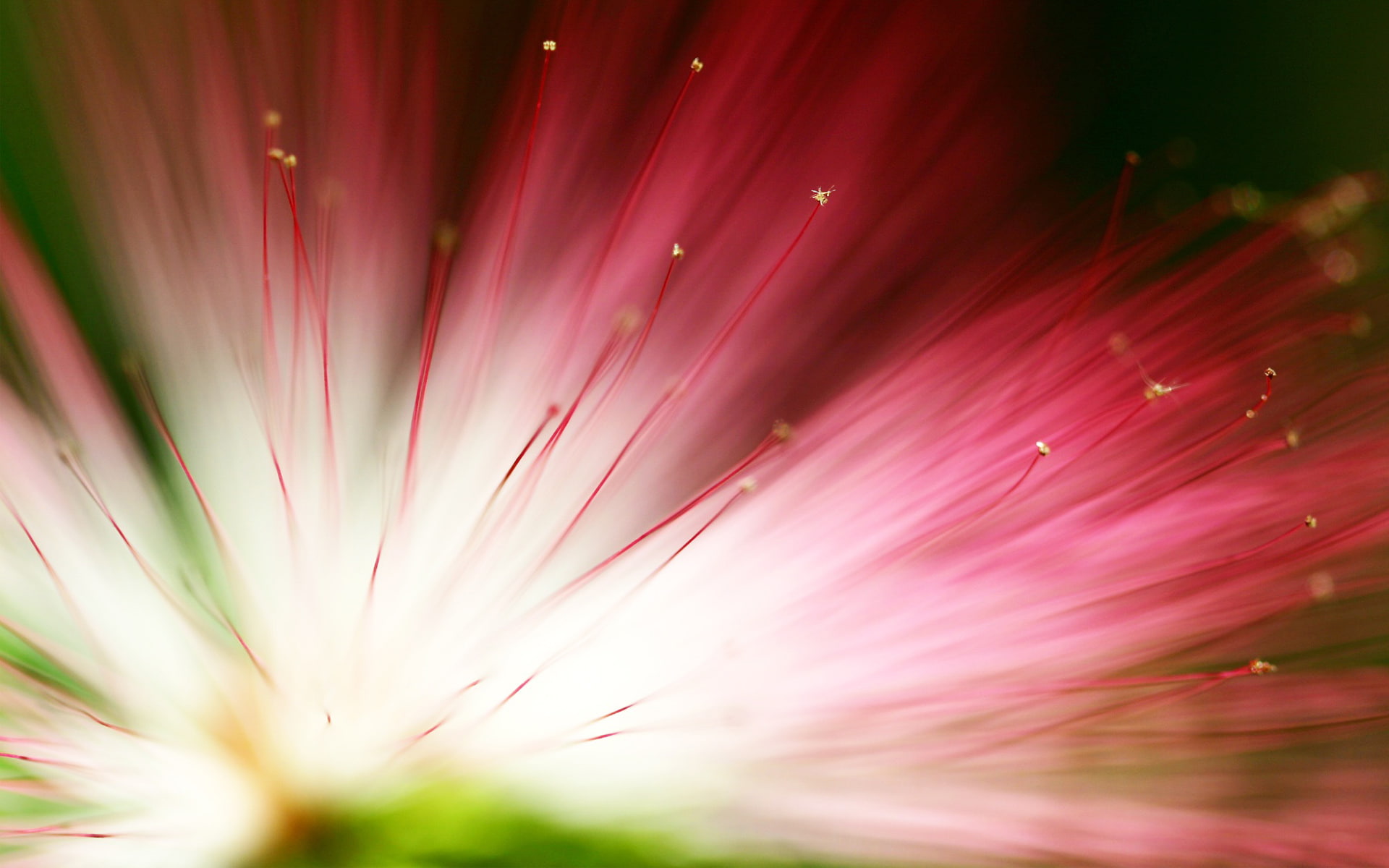 flowers, hd, eucalyptus, 1080P, flower, HD Wallpaper