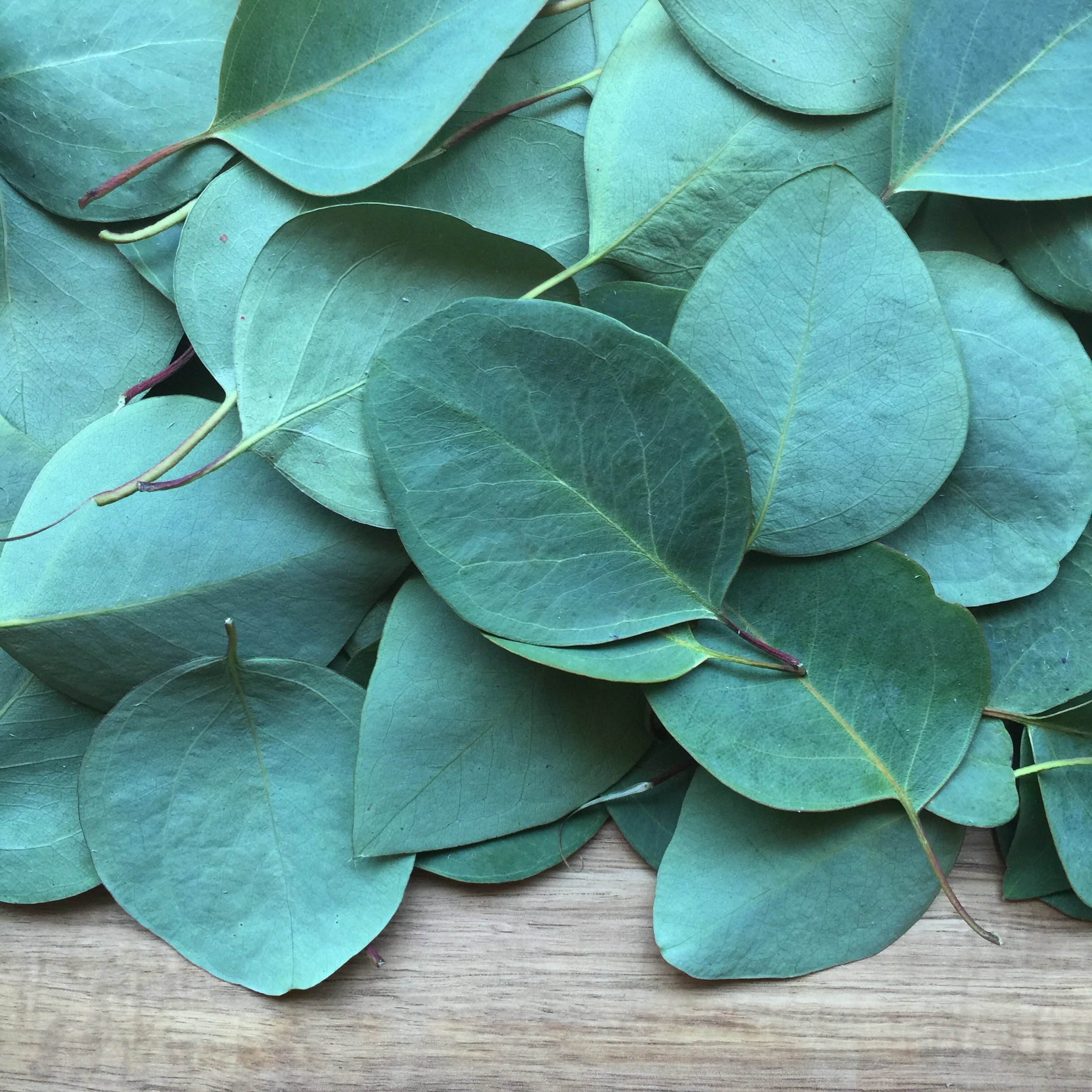 plant part, day, growth, close-up, 1080P, full frame, eucalyptus, no people, leaves, fragility, surface, green, vegetable, wooden, outdoors, high angle view, Phone HD Wallpaper