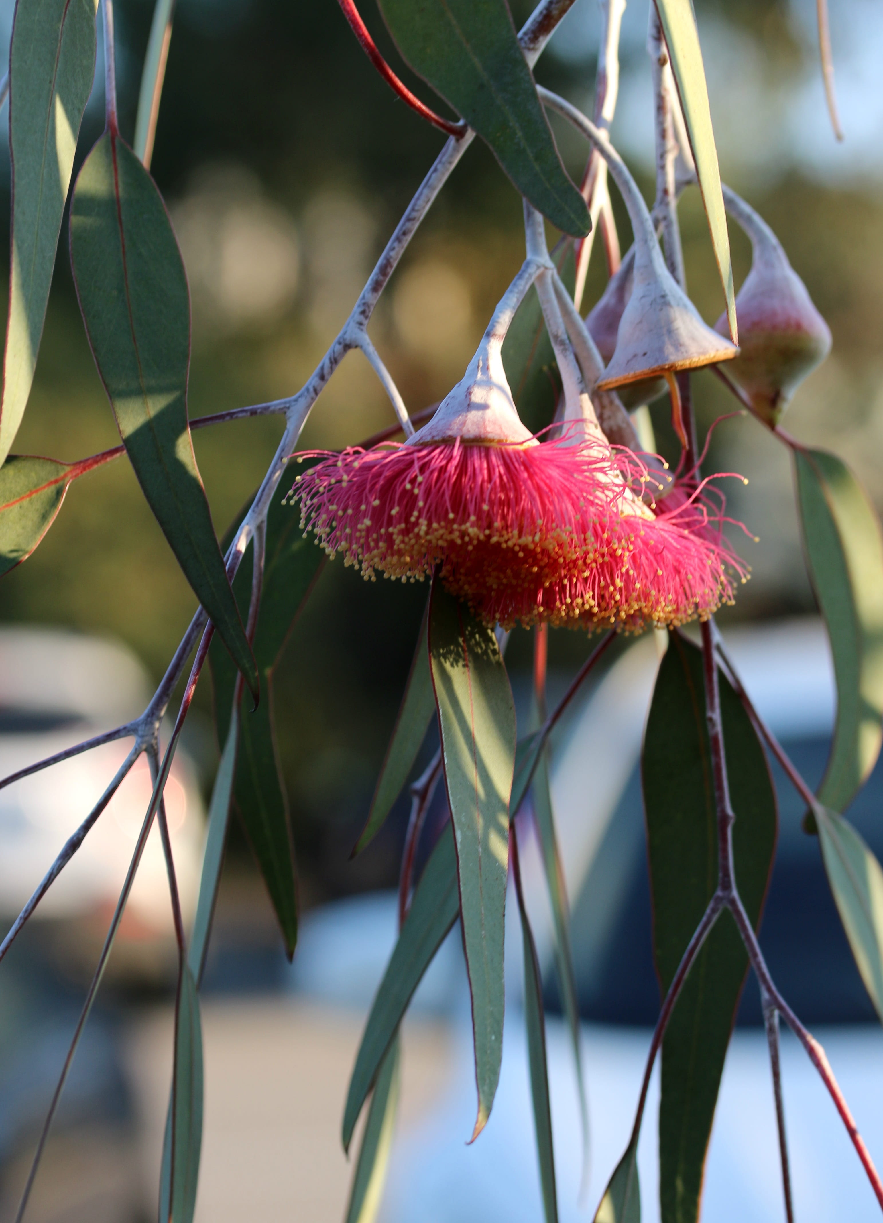 day, leaf, australia, plant part, eucalyptus, 4K, no people, floral, nature, focus on foreground, close-up, native flower, botanical, food, growth, healthy eating, Phone HD Wallpaper