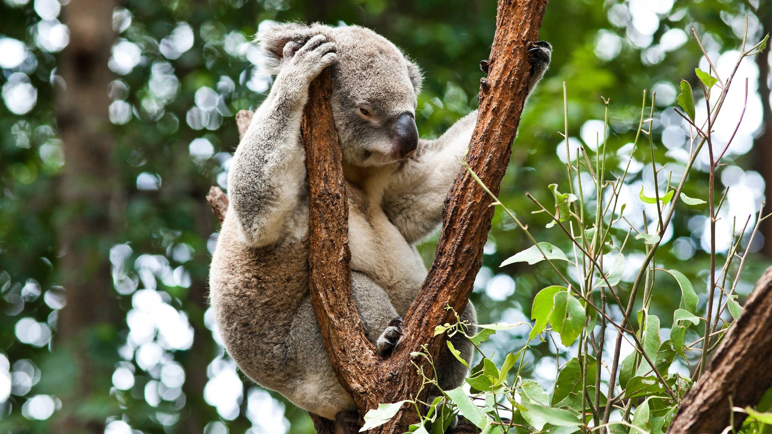 green Color, eucalyptus, forest, plant, no People, marsupial, leaf, animal themes, endangered Species, branch, australian Culture, trees, large, focus on foreground, HD Wallpaper