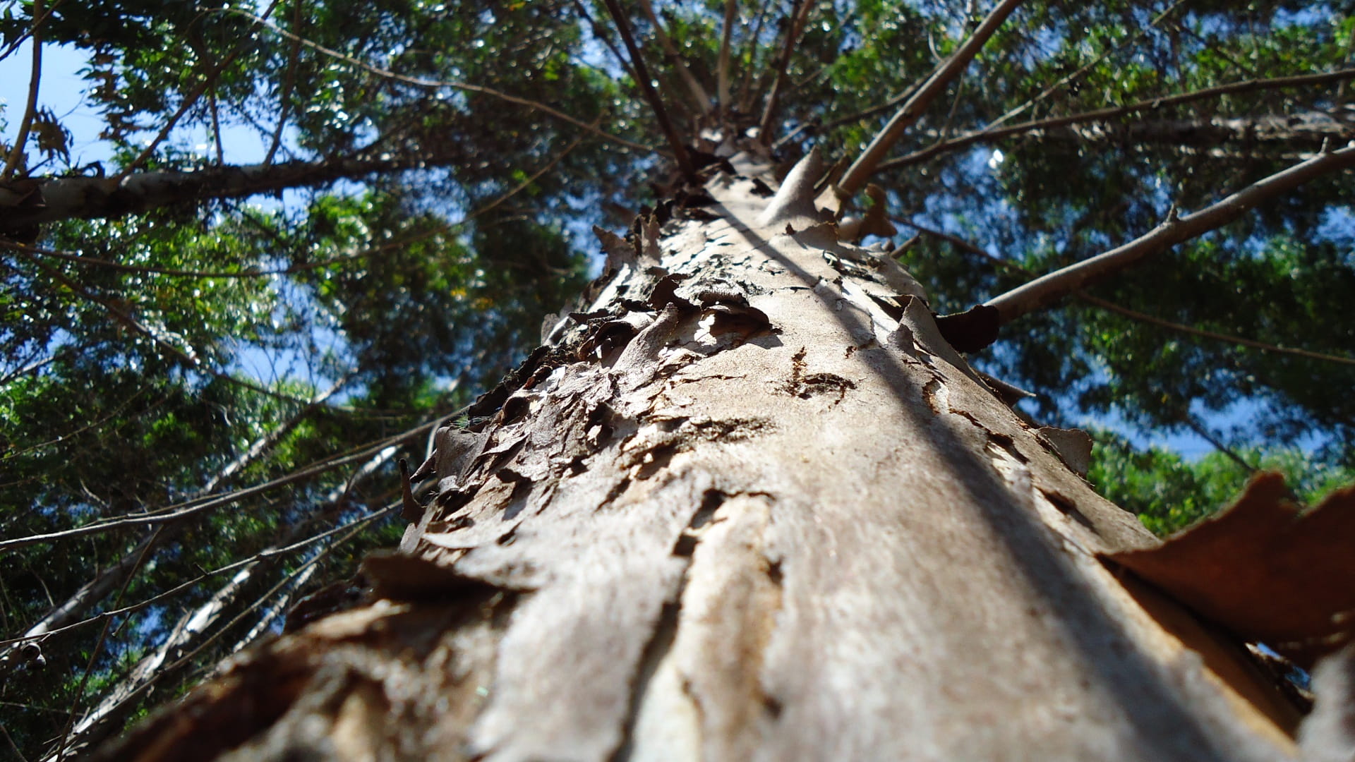 day, nature, textured, tranquility, green, eucalyptus, sunlight, no people, branch, leaf, 1080P, low angle view, plant, flying, selective focus, wood, HD Wallpaper