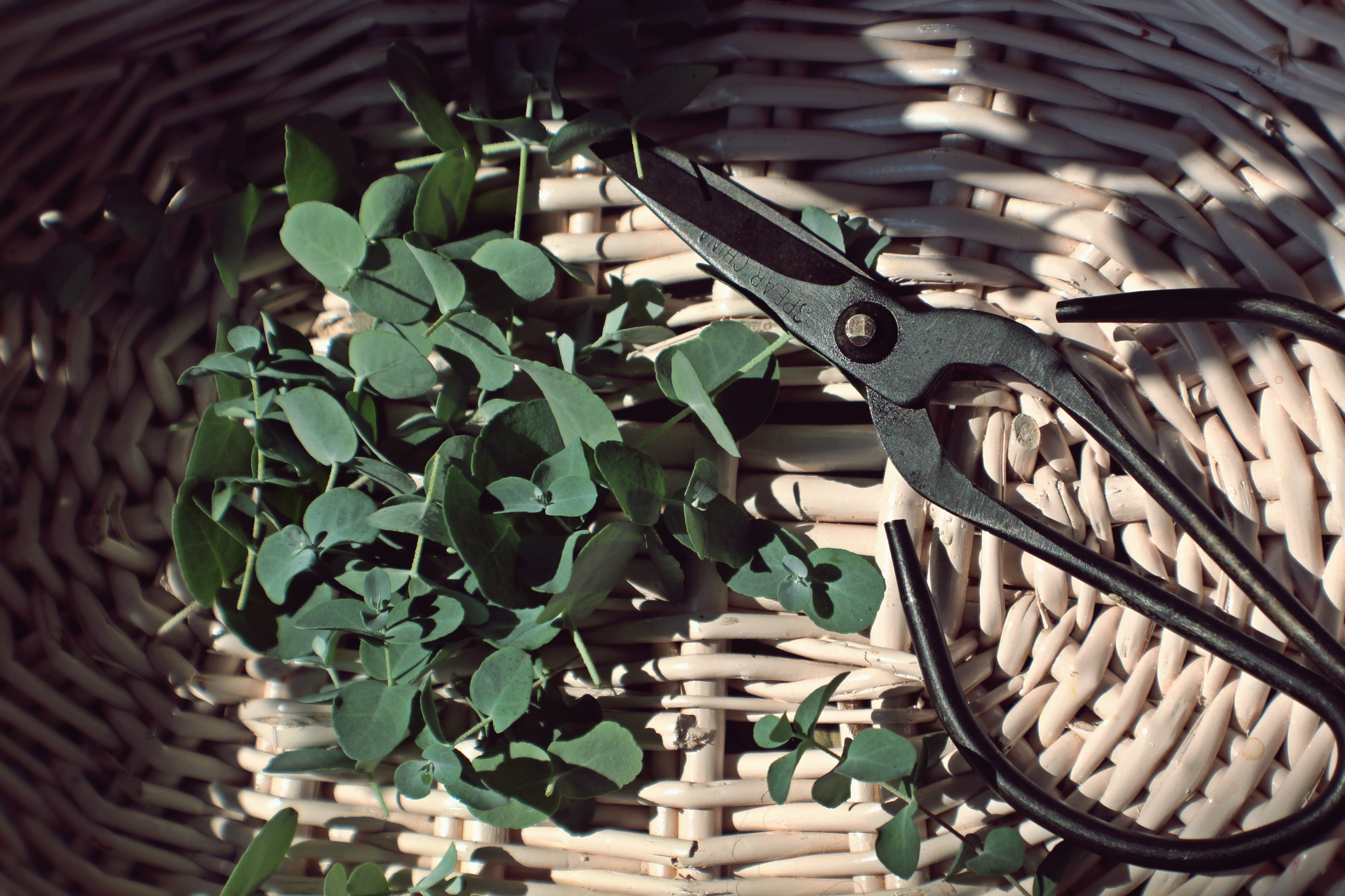 crafting, plant part, basket, no people, outdoors, built structure, green, closeup, day, sunlight, flora, pruners, pattern, still life, cut flowers, nature, HD Wallpaper