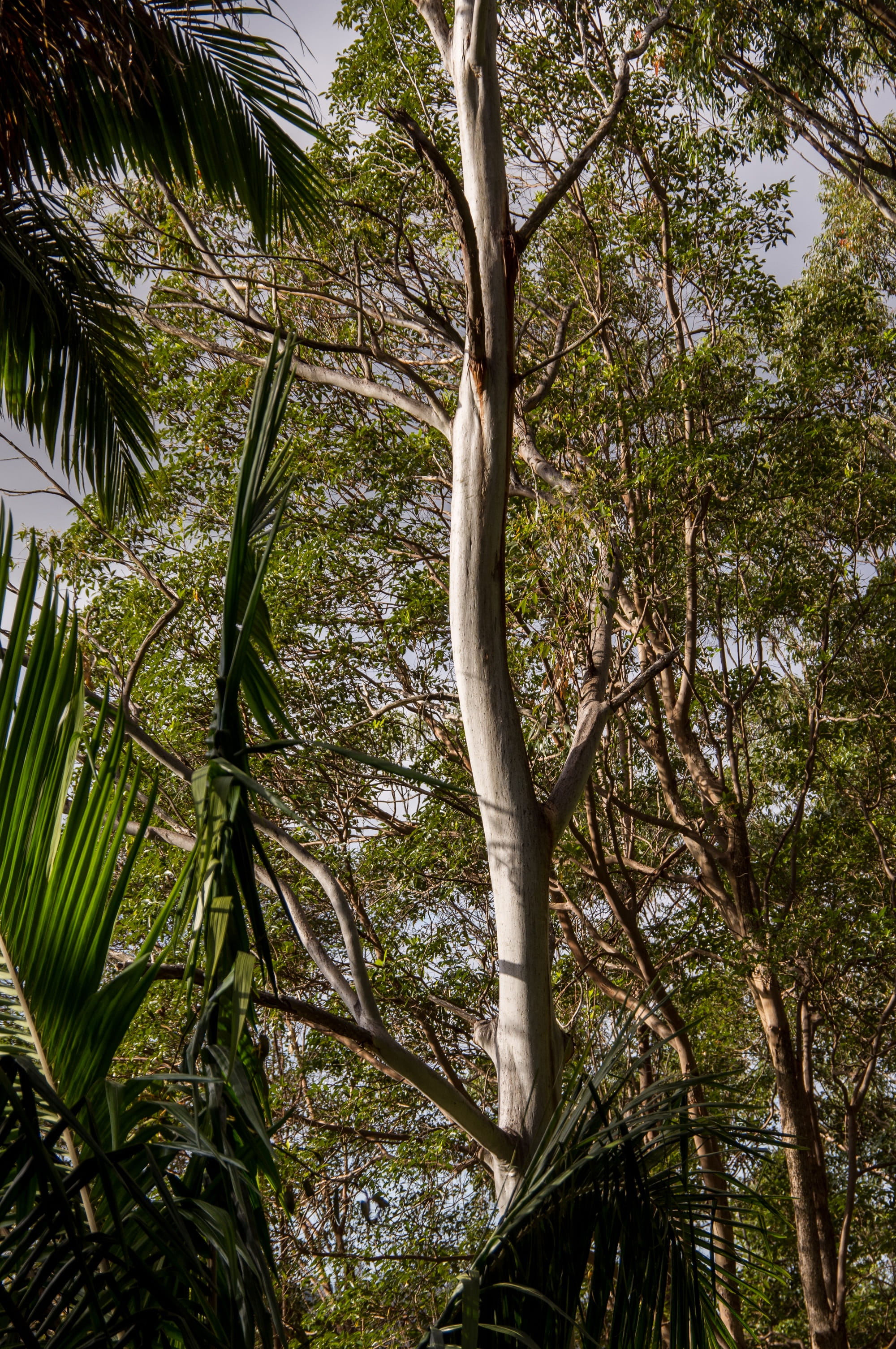palm leaf, outdoors, green Color, summer, rain forest, australia, Palm, growth, day, plant, forest, trunk, sky, Trees, plant part, low angle view, Eucalyptus, Phone HD Wallpaper