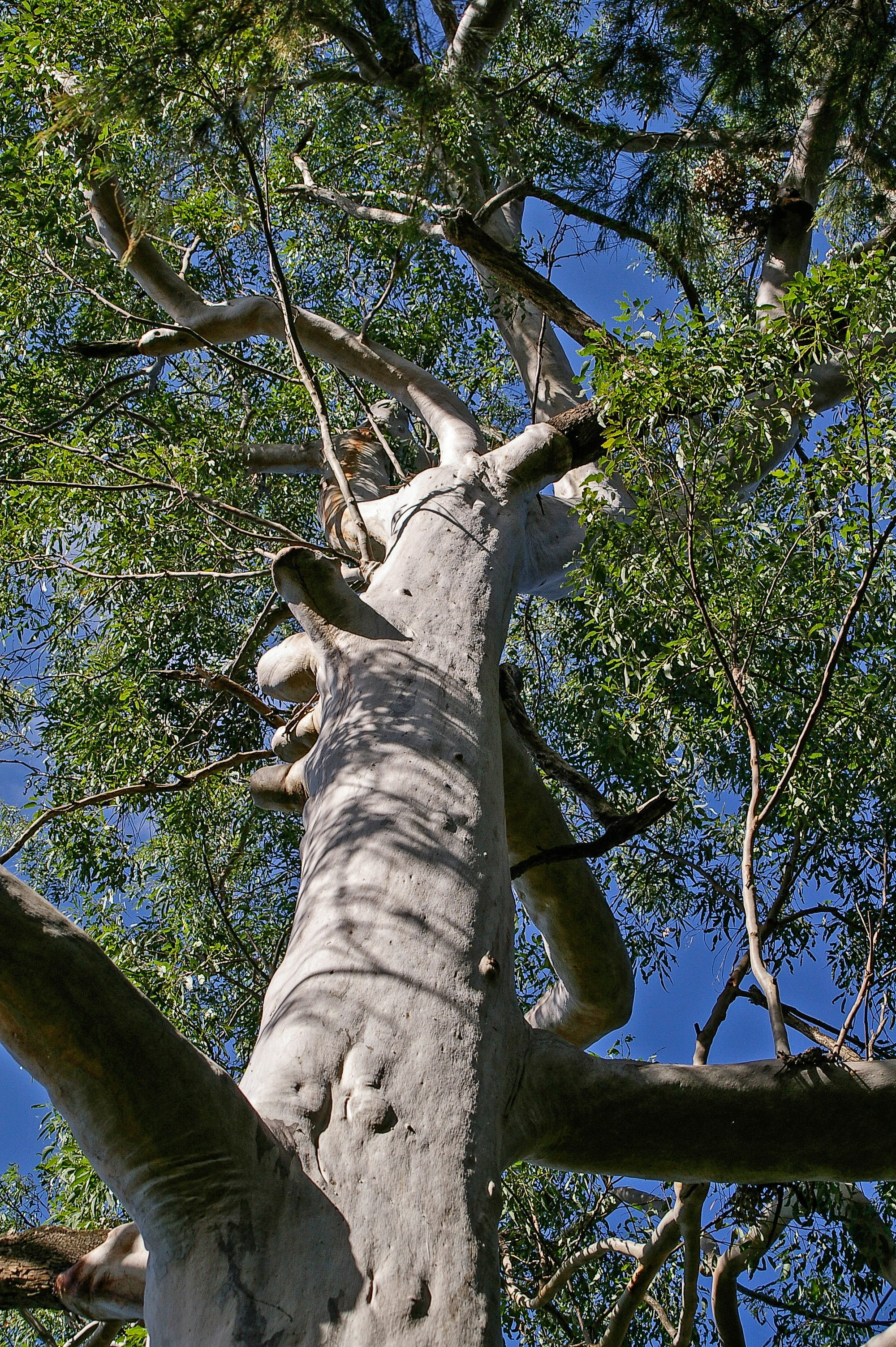 eucalyptus, beauty in nature, Eucalyptus, tree, Gum Tree, branch, sky, green, leaf, animal, plant, 2K, trunk, forest, nature, mammal, tree Trunk, low angle view, Phone HD Wallpaper