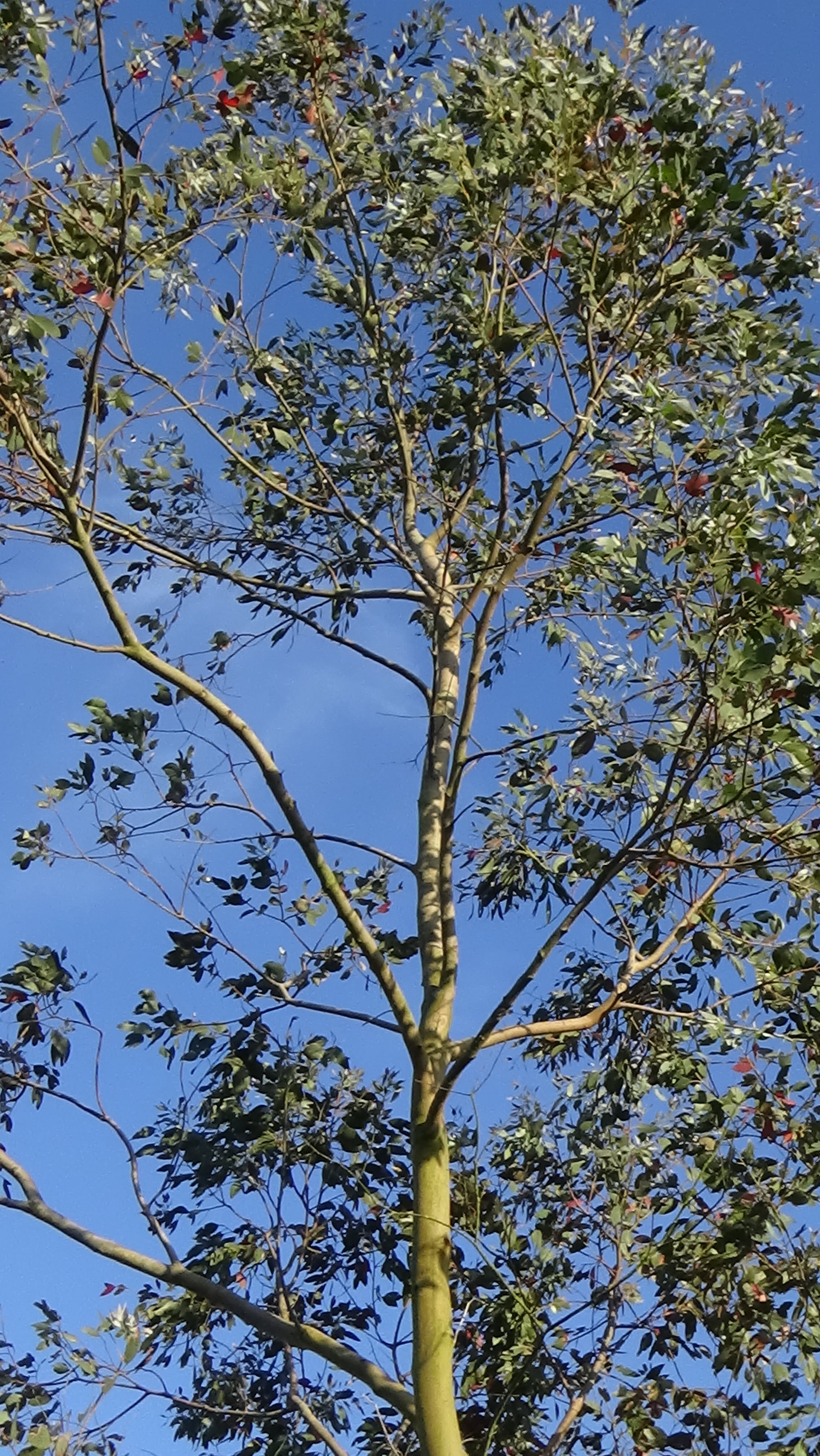 backgrounds, leaf, green color, nature, beauty, branch, eucalyptus, sky, tree canopy, beauty in nature, blue, clear sky, outdoors, growth, plant, sunlight, Phone HD Wallpaper