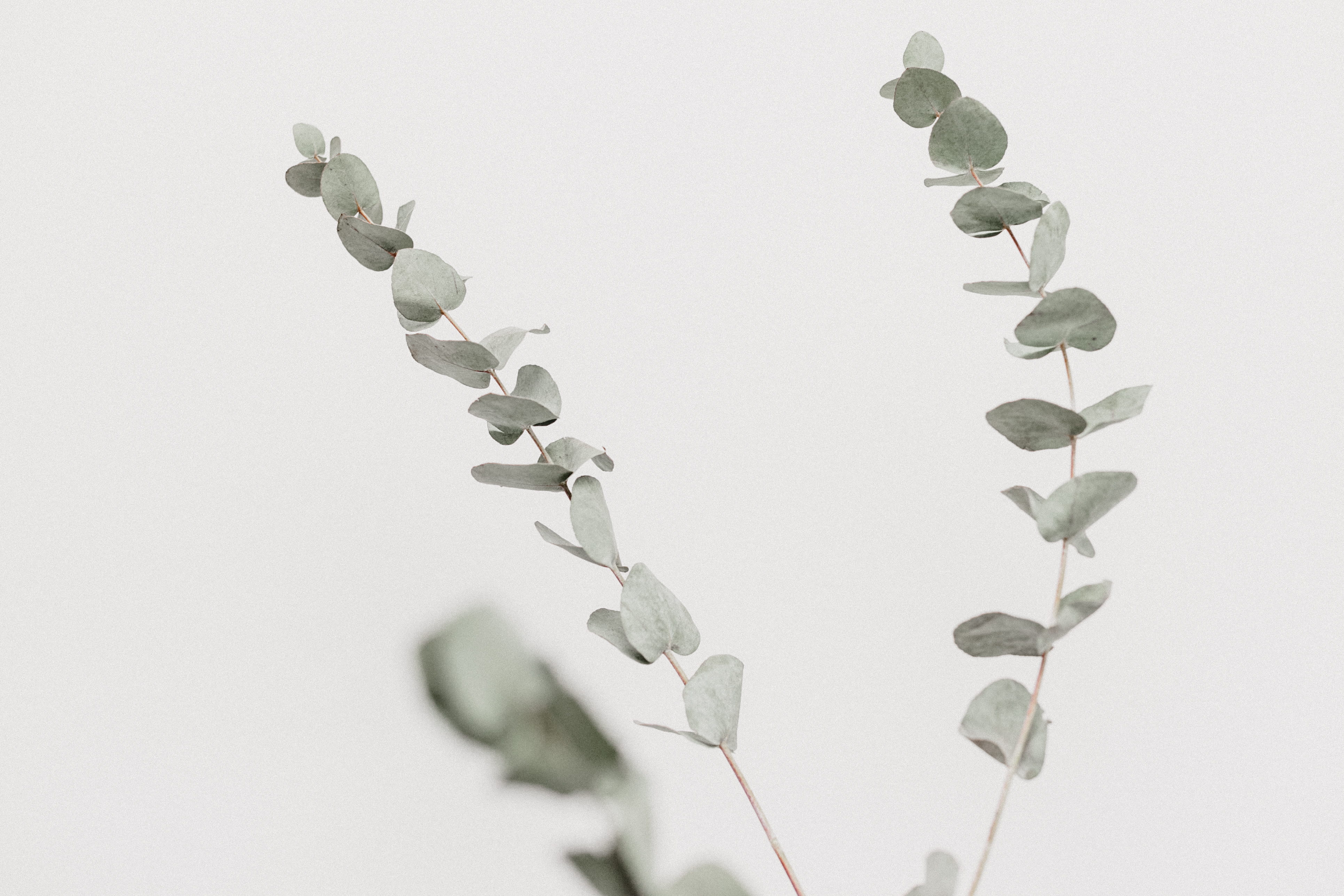 studio shot, green, indoors, white color, snow, close-up, photography, white background, leafed, background, winter, leaf, gray, no people, green color, HD Wallpaper