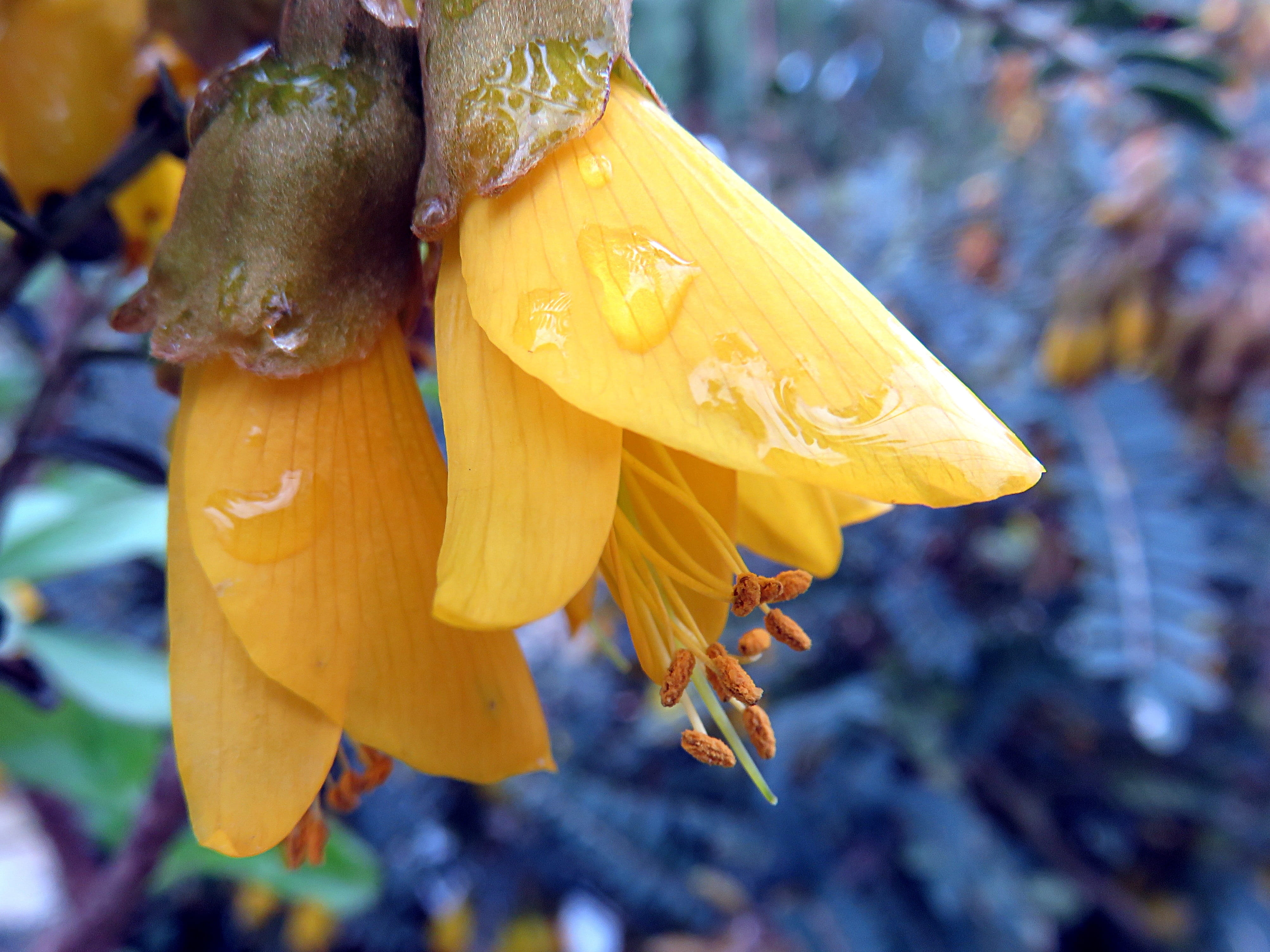 plant, hanging, day, yellow, outdoors, nature, food and drink, flowering plant, vulnerability, flower head, freshness, beauty in nature, ripe, close-up, HD Wallpaper
