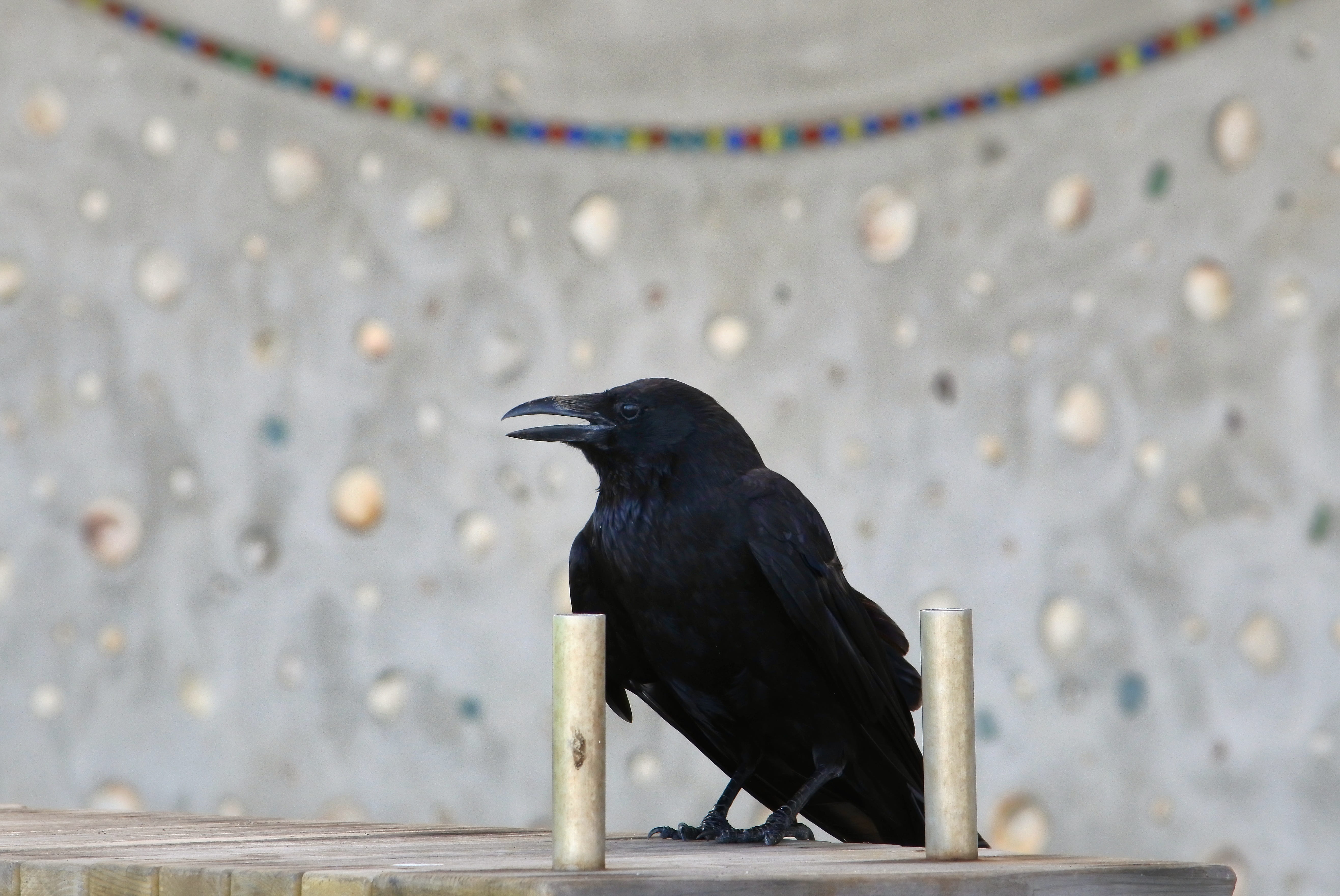 raven - bird, looking, nature, animal wildlife, black color, close-up, selective focus, vertebrate, focus on foreground, animals in the wild, crow, the color of it, HD Wallpaper