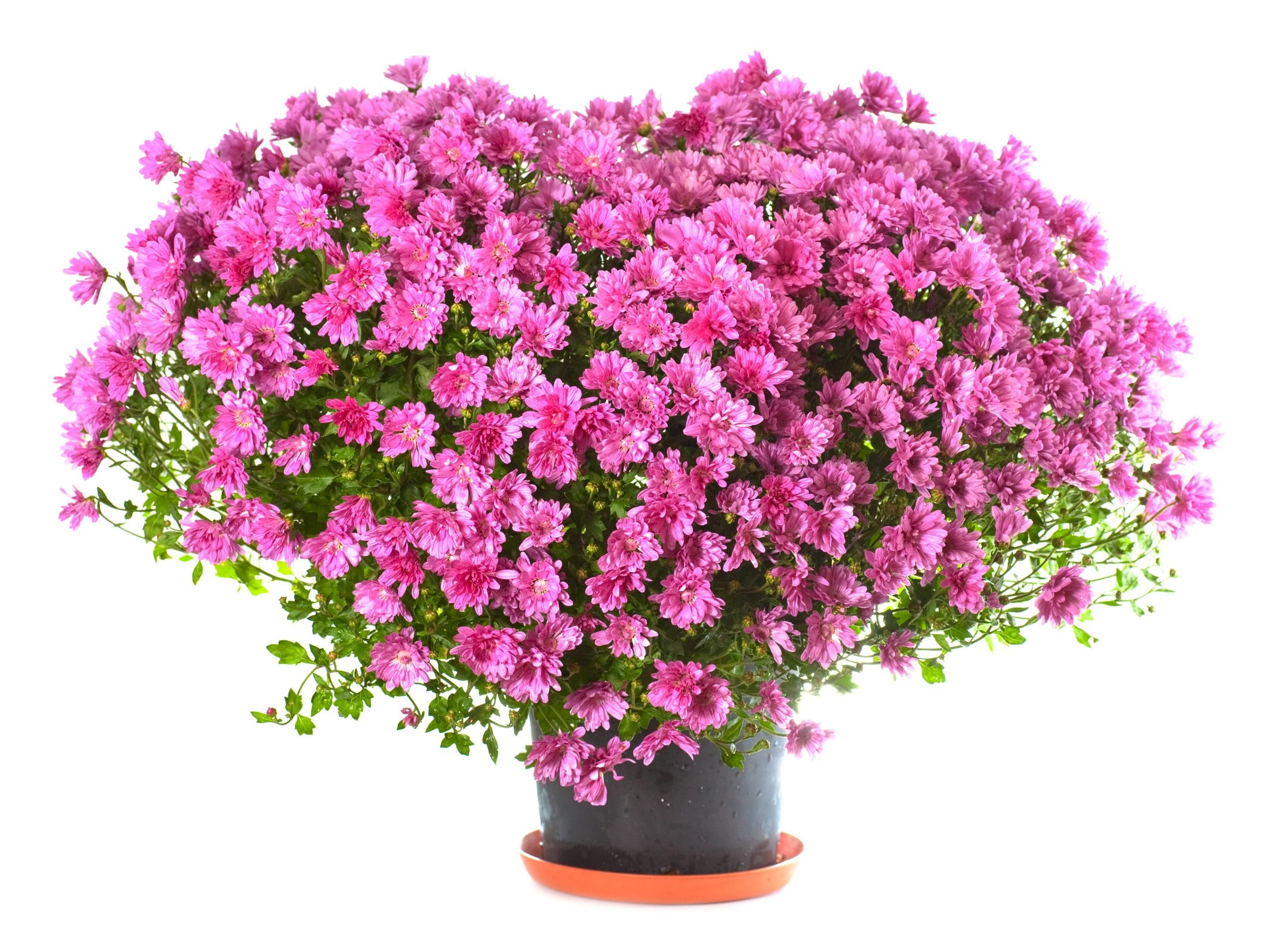 flower pot, nature, houseplant, flower arrangement, flower, studio shot, petal, fragility, growth, bunch of flowers, indoors, beauty in nature, white background, HD Wallpaper