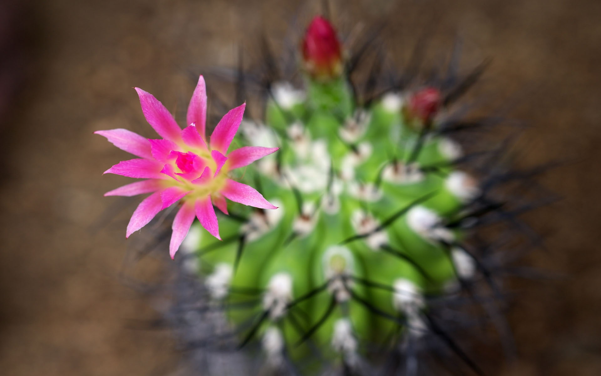 Cactus, 1080P, Pink, Flowers, HD Wallpaper