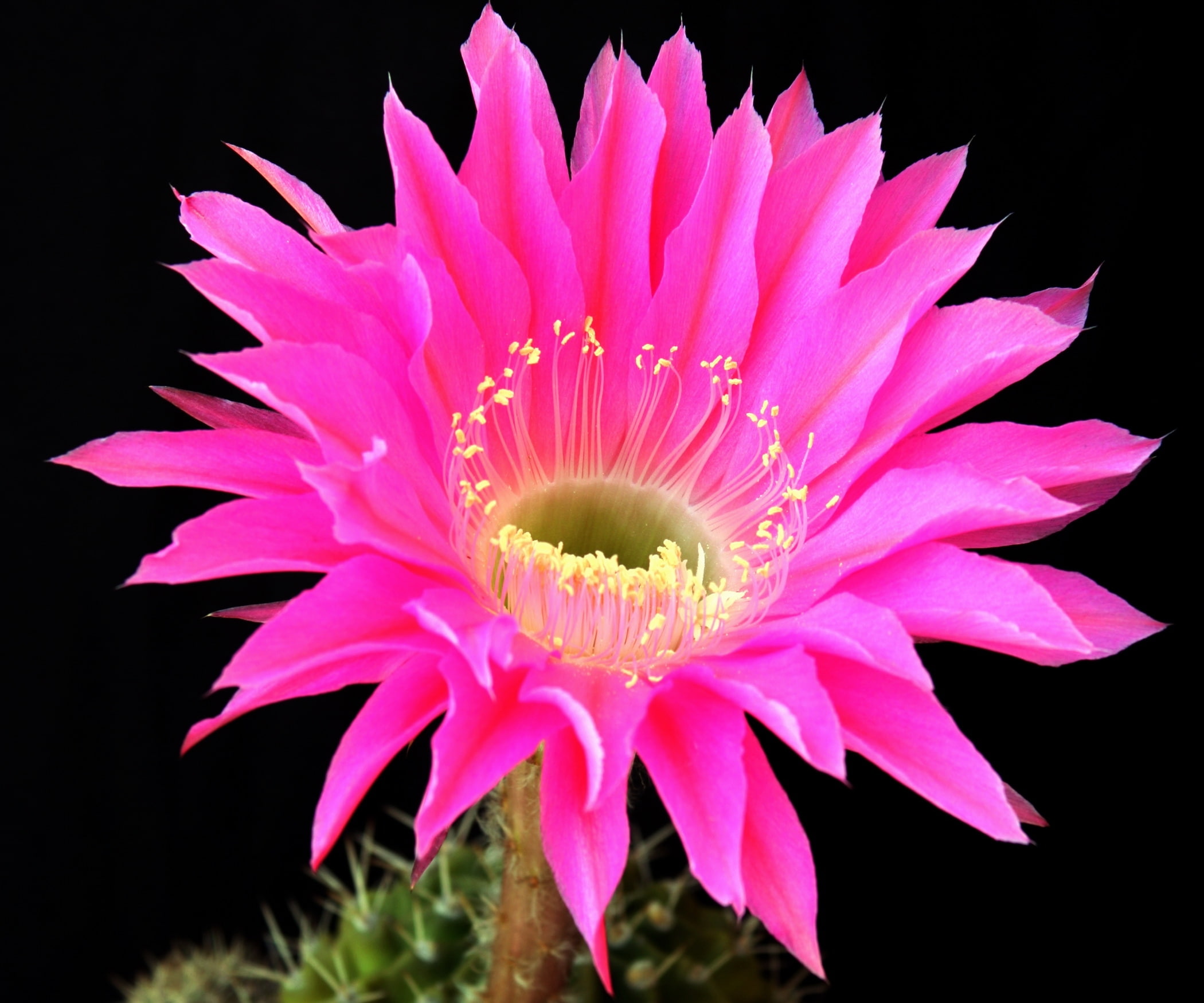 background, cactus, 1080P, blossomed, flower, HD Wallpaper