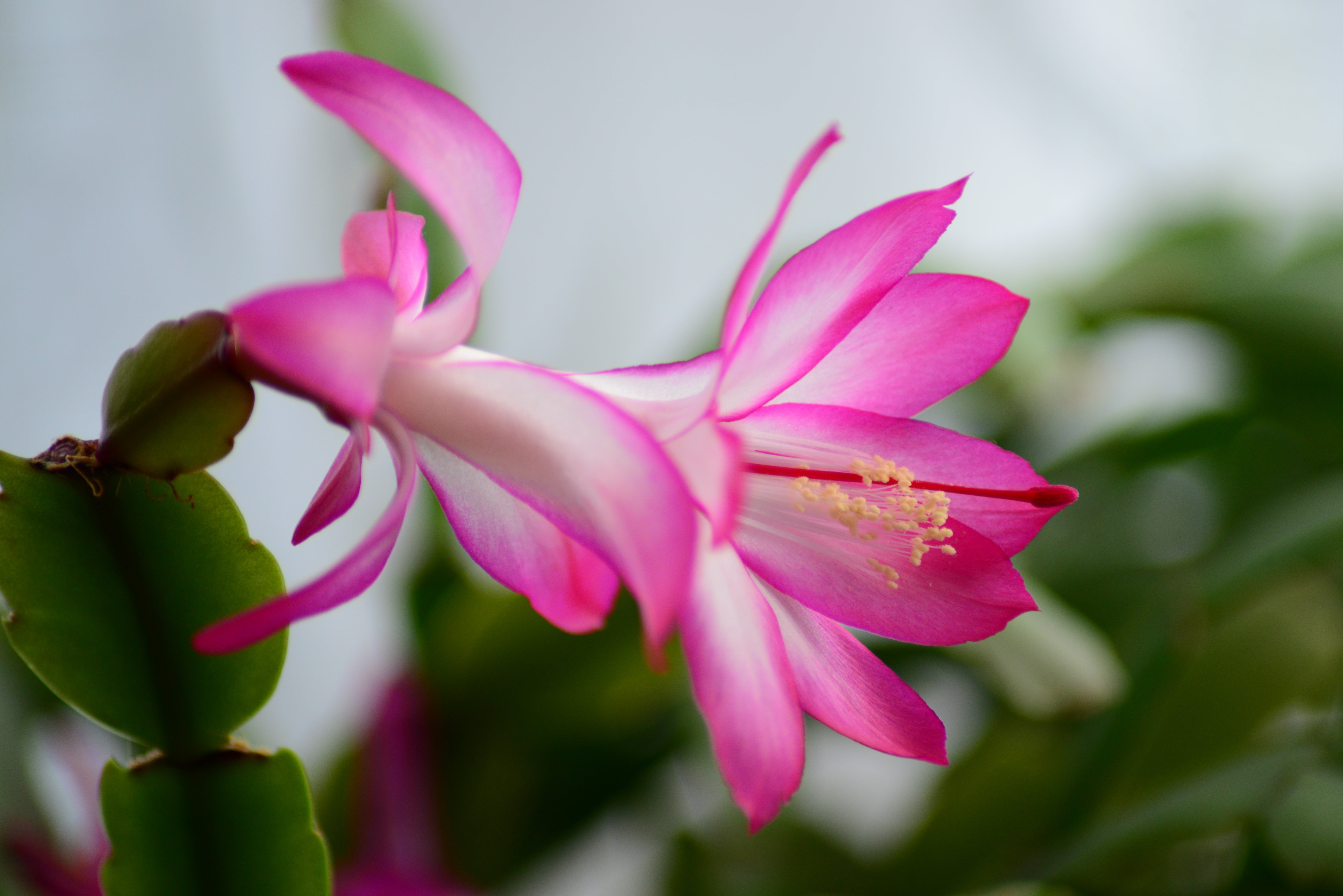 day, petals, pink Color, house plant, botany, drought flower, springtime, house cactus, bloom, flowering plant, nature, christmas, selective focus, cactus, HD Wallpaper