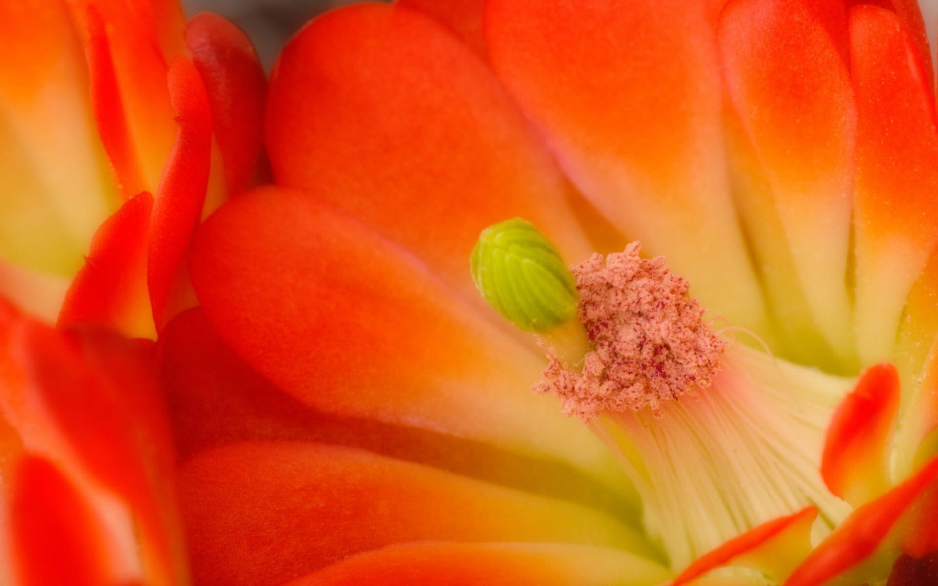 flowers, cup, claret, 1080P, blossom, cactus, HD Wallpaper